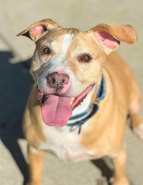 Enlarge BUD, a Adoptable Staffordshire Bull Terrier in Sacramento, CA image 1/1