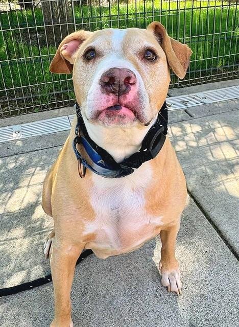 BUD, Adoptable, Adult Male Staffordshire Bull Terrier.