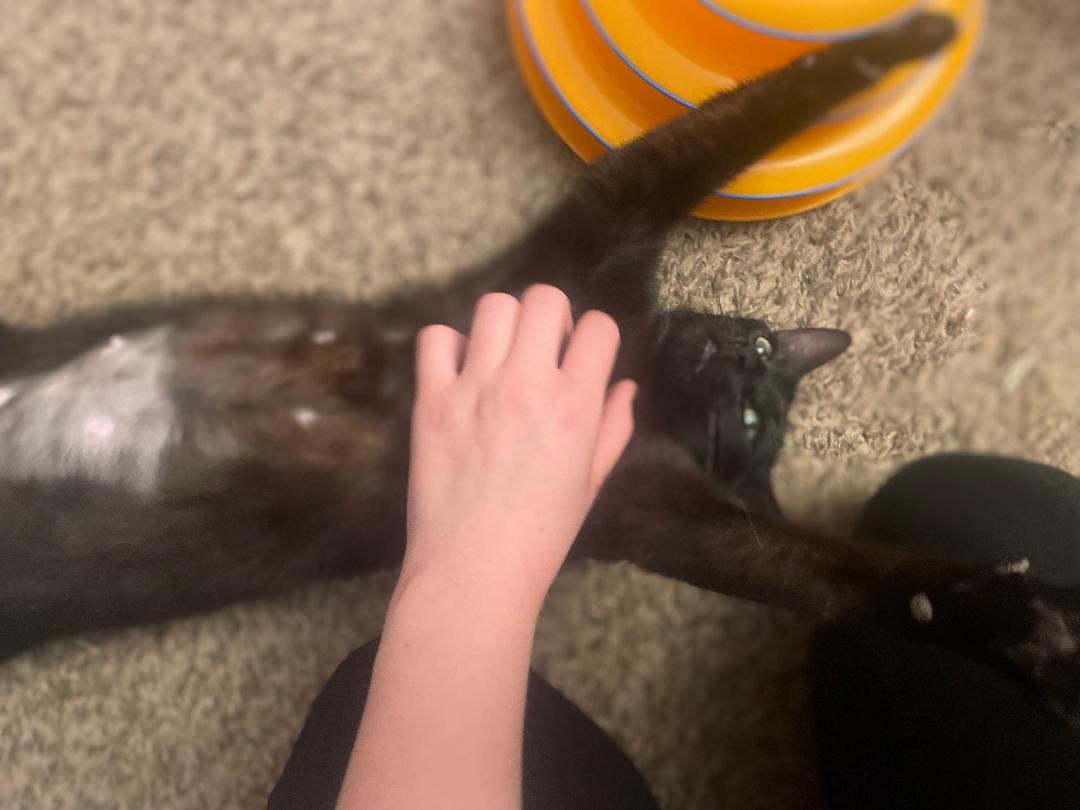 Enlarge Pixie ~ Adopted 4/18/26, an adopted Domestic Short Hair in Livonia, MI image 3/6