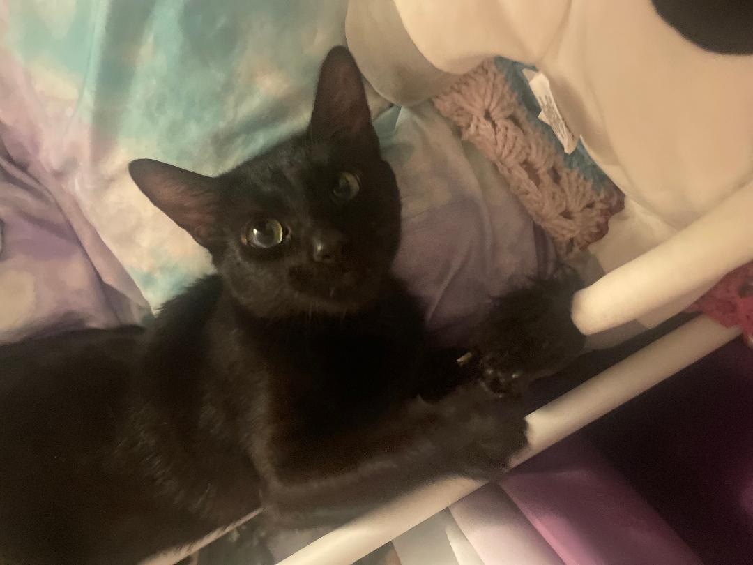 Enlarge Pixie ~ Adopted 4/18/26, an adopted Domestic Short Hair in Livonia, MI image 5/6