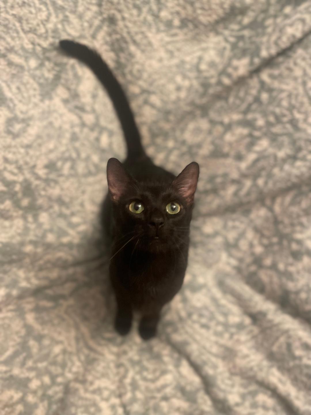 Enlarge Pixie ~ Adopted 4/18/26, an adopted Domestic Short Hair in Livonia, MI image 4/6