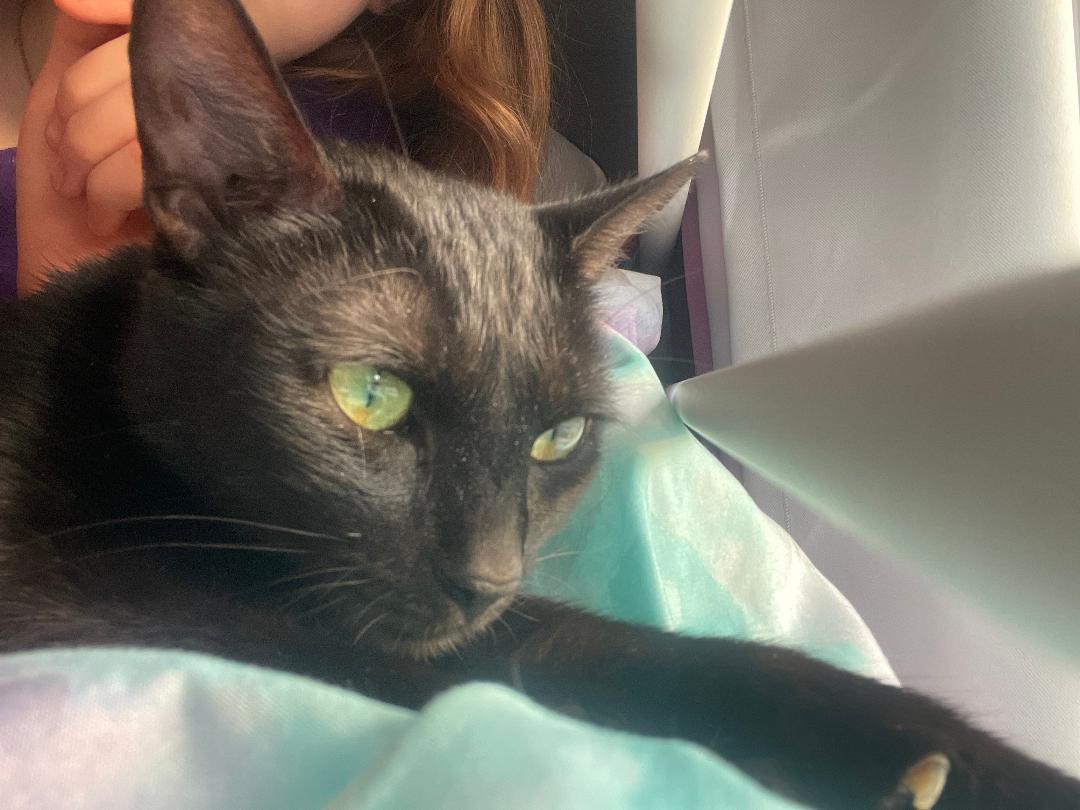 Enlarge Pixie ~ Adopted 4/18/26, an adopted Domestic Short Hair in Livonia, MI image 2/6