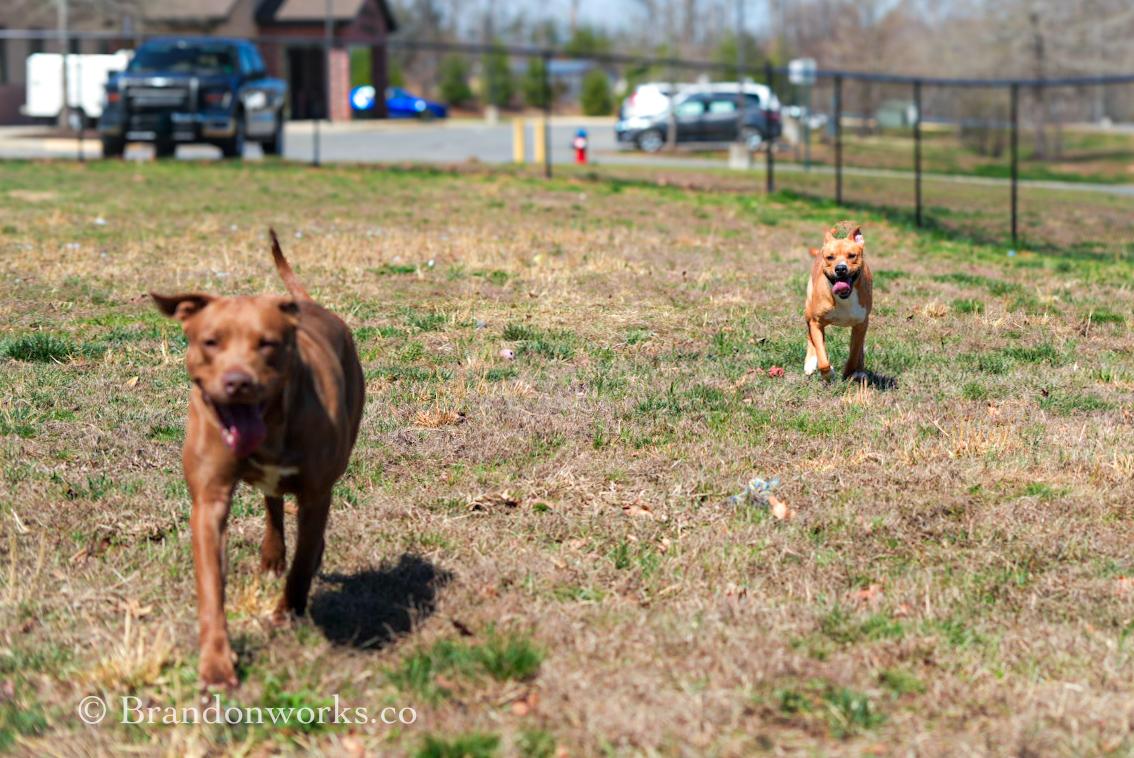 Enlarge Sugar, a ADOPTABLE mixed breed in Stafford, VA image 3/4