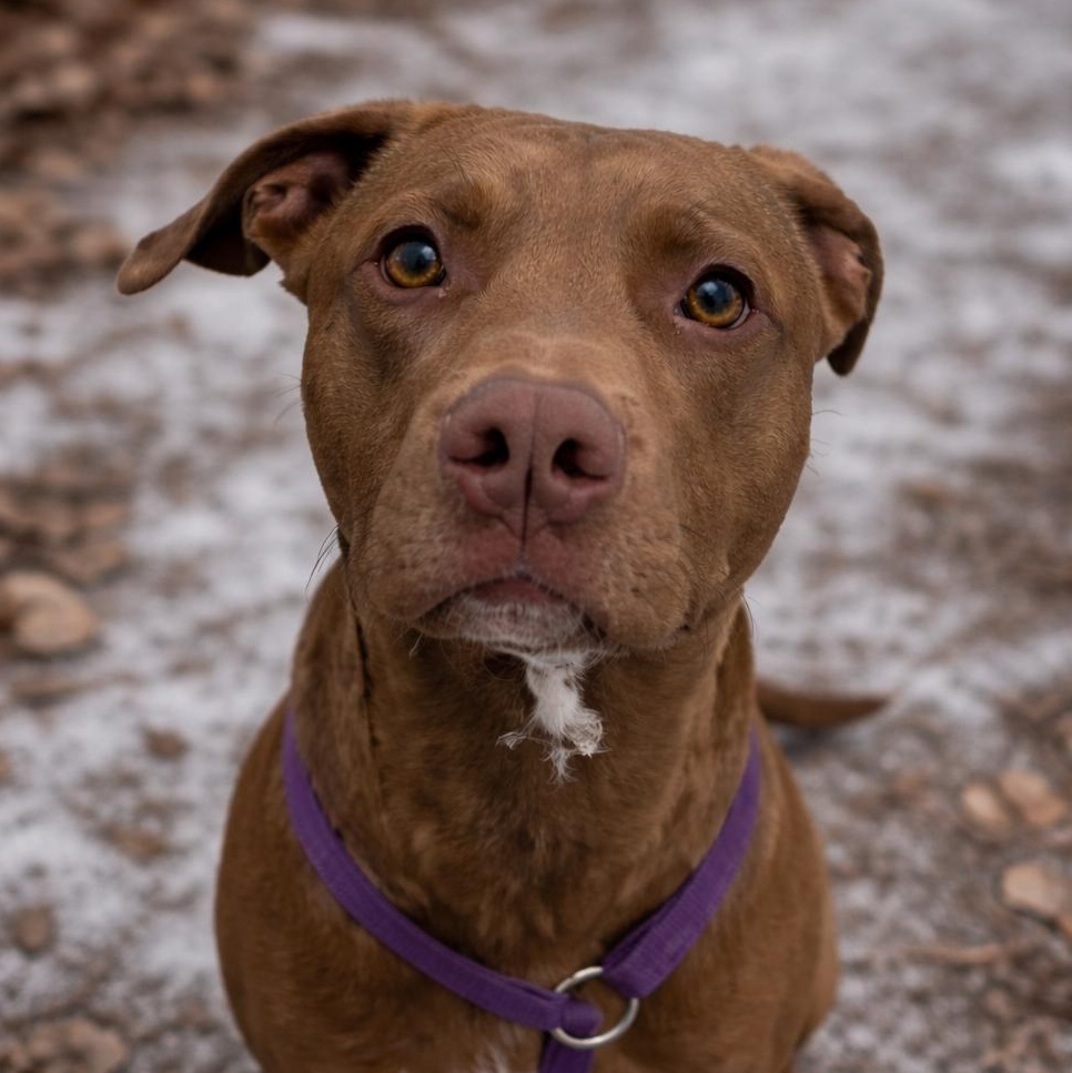 Sugar, ADOPTABLE, Adult Female Pit Bull Terrier.