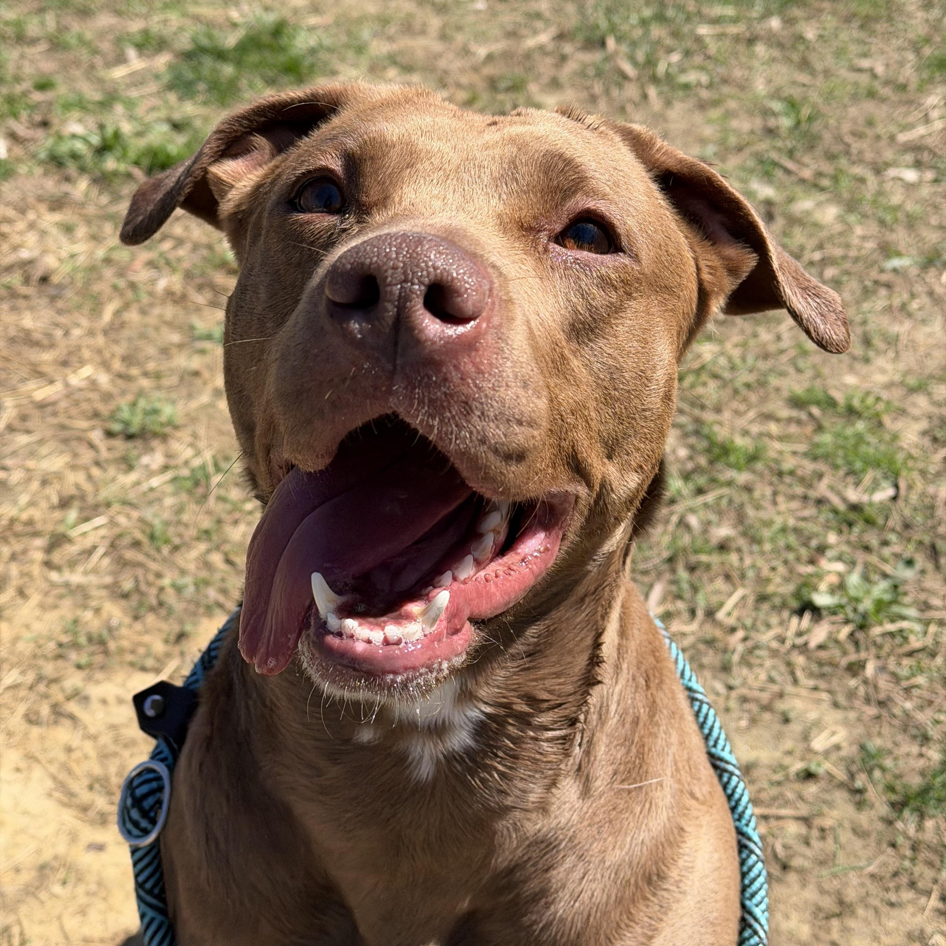 Enlarge Sugar, a ADOPTABLE mixed breed in Stafford, VA image 1/4