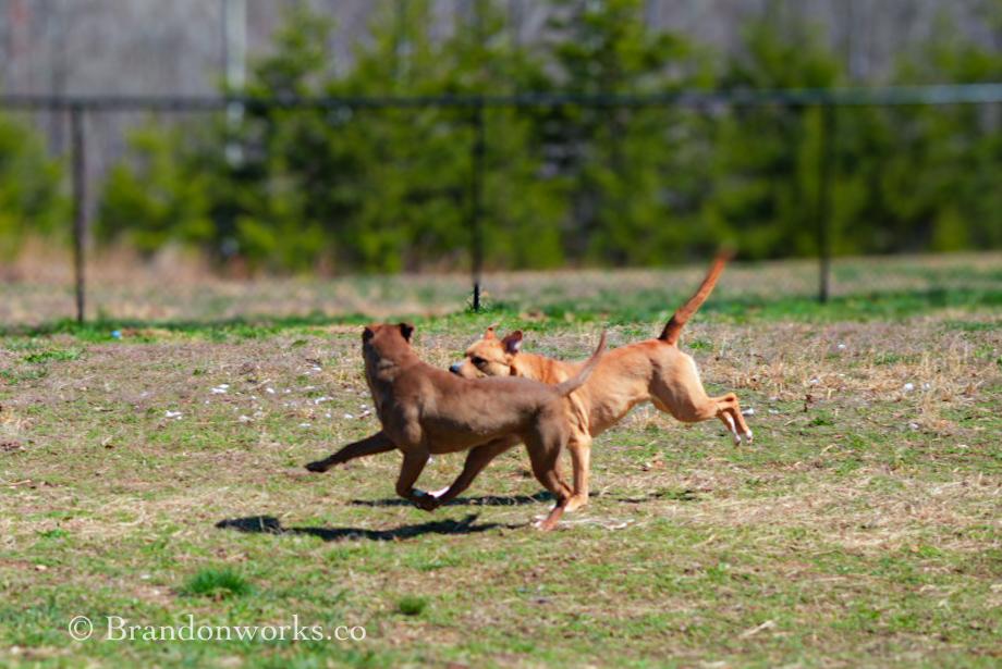 Enlarge Sugar, a ADOPTABLE mixed breed in Stafford, VA image 4/4
