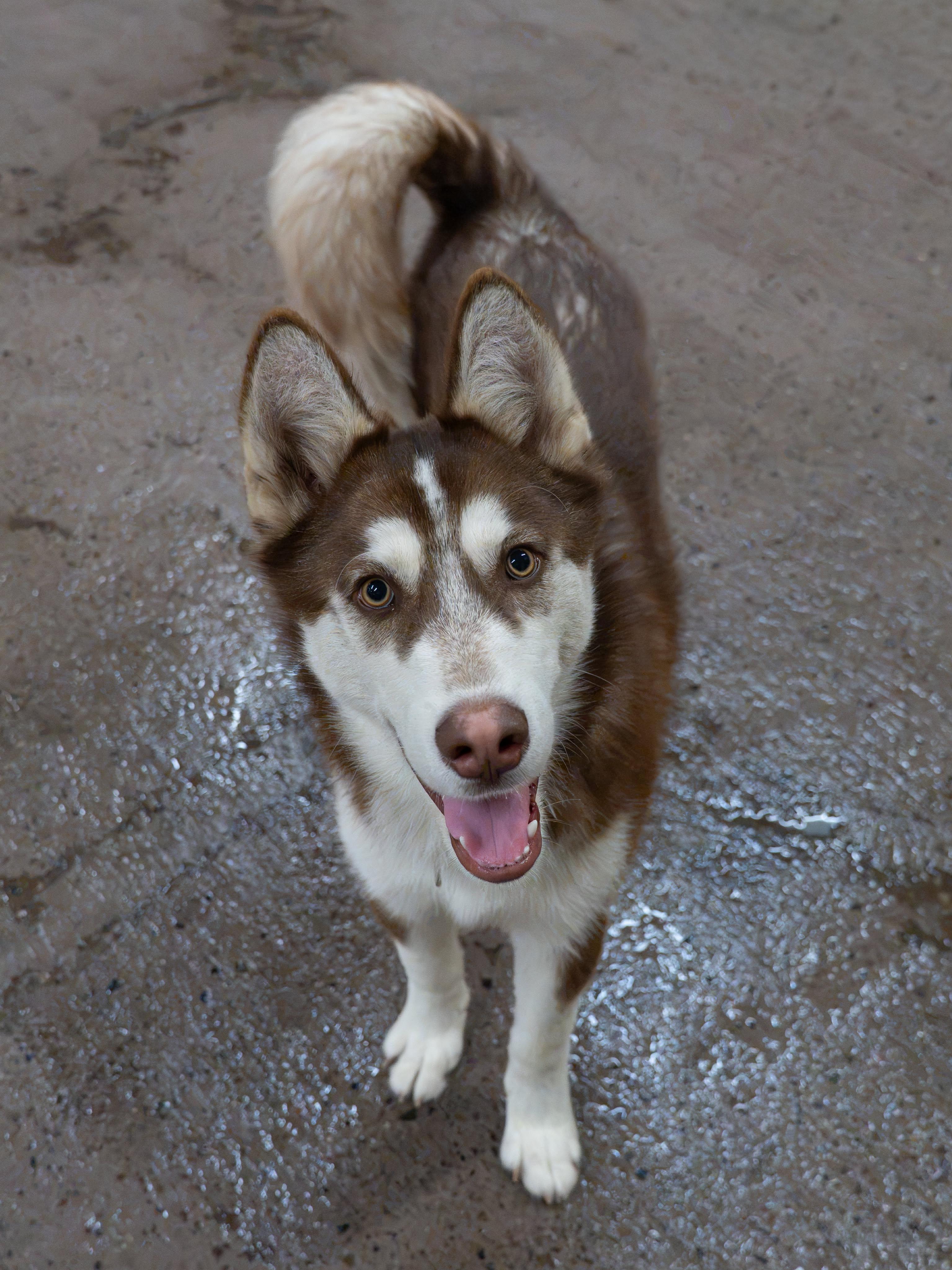 Enlarge Finnegan, a ADOPTABLE Siberian Husky in Burnaby, BC image 2/5