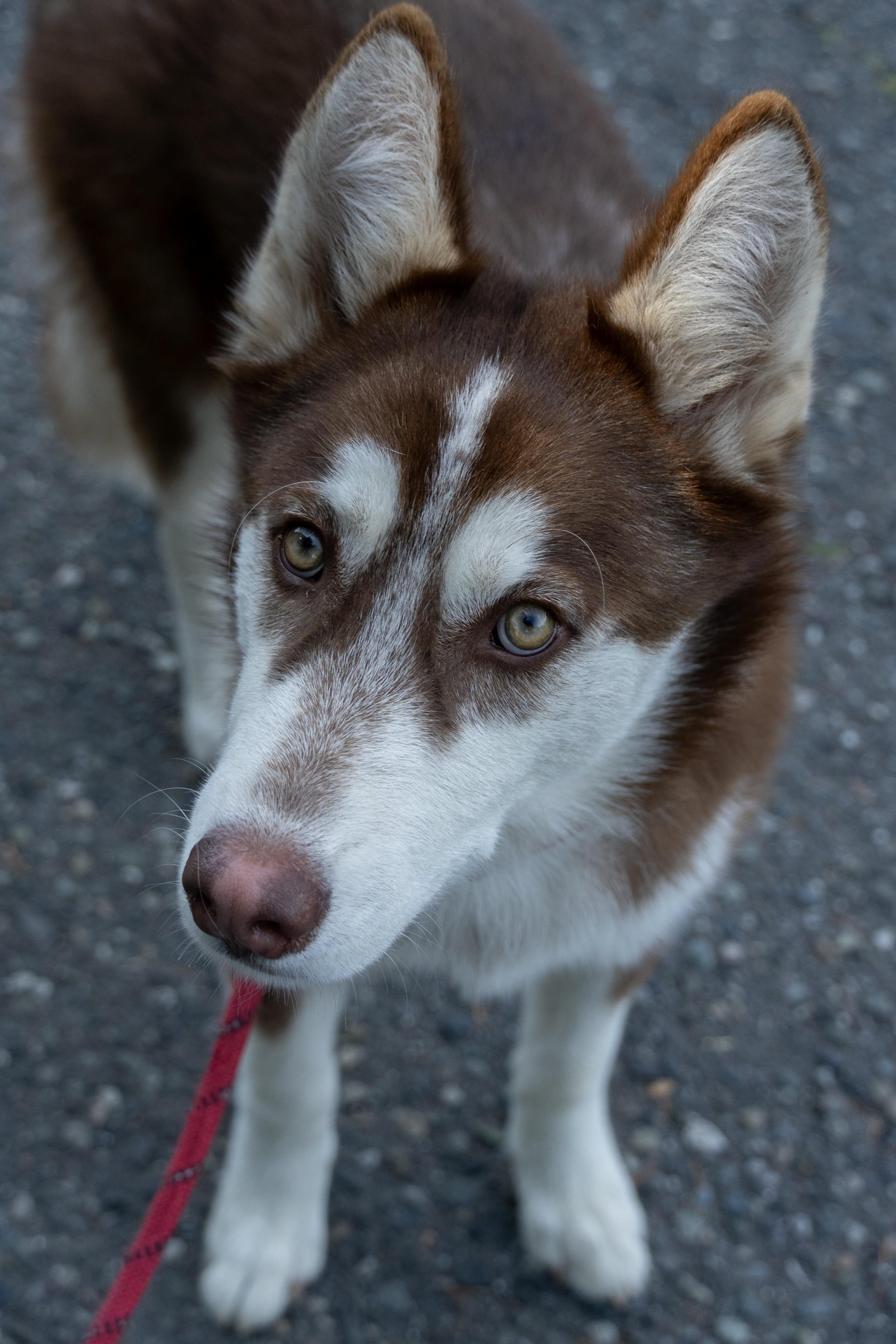 Enlarge Finnegan, a ADOPTABLE Siberian Husky in Burnaby, BC image 4/5