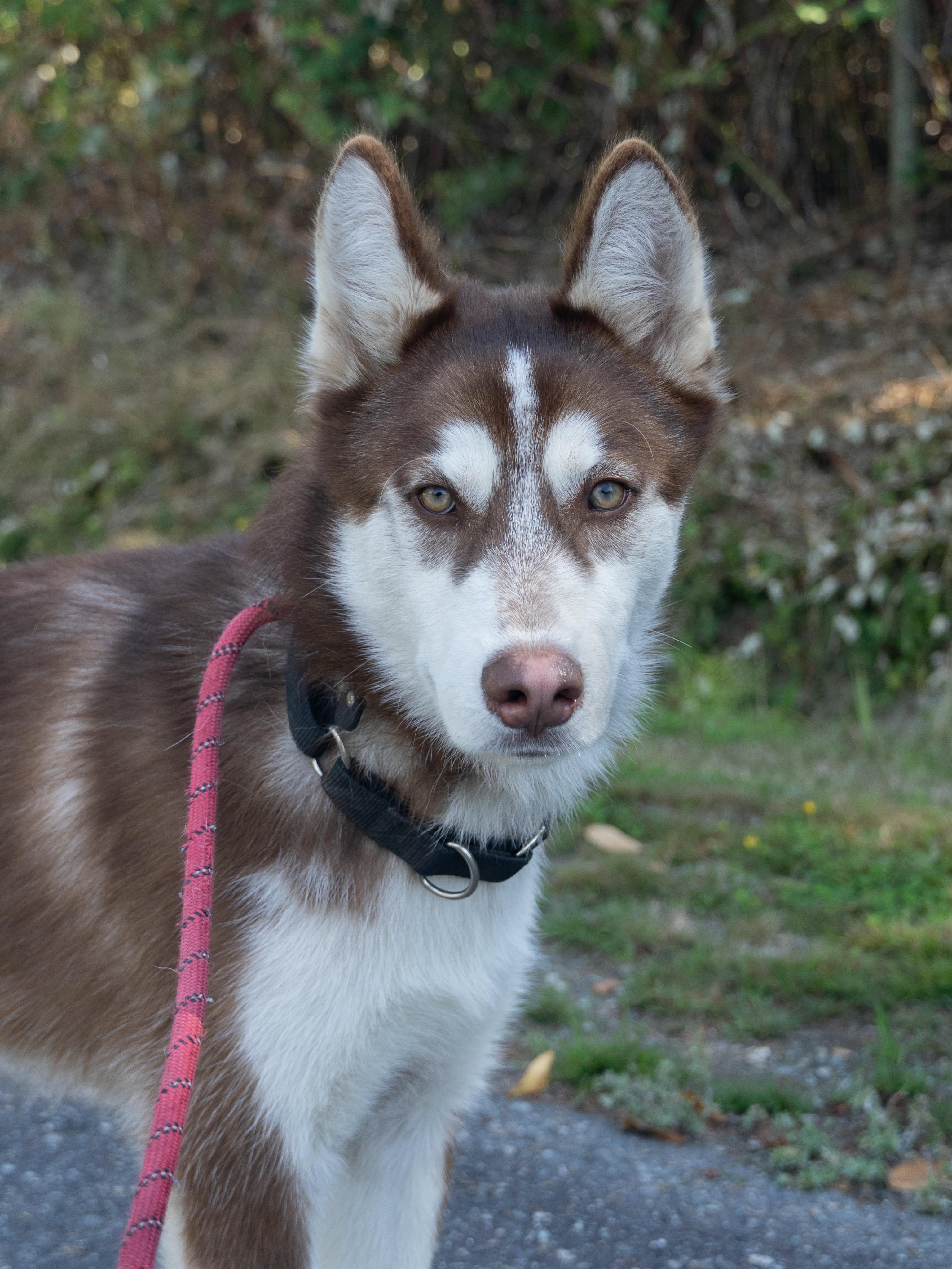 Enlarge Finnegan, a ADOPTABLE Siberian Husky in Burnaby, BC image 5/5