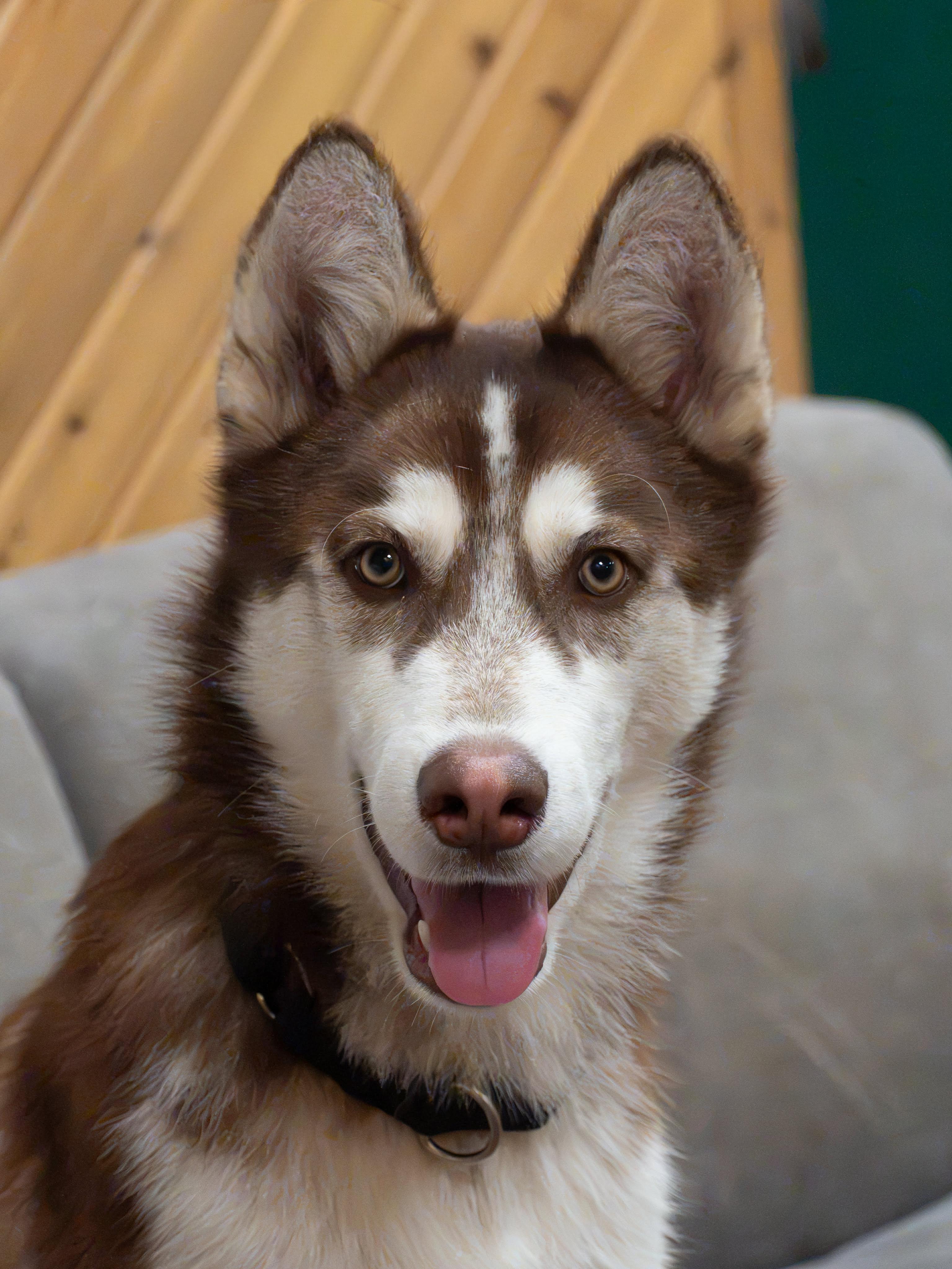Enlarge Finnegan, a ADOPTABLE Siberian Husky in Burnaby, BC image 3/5
