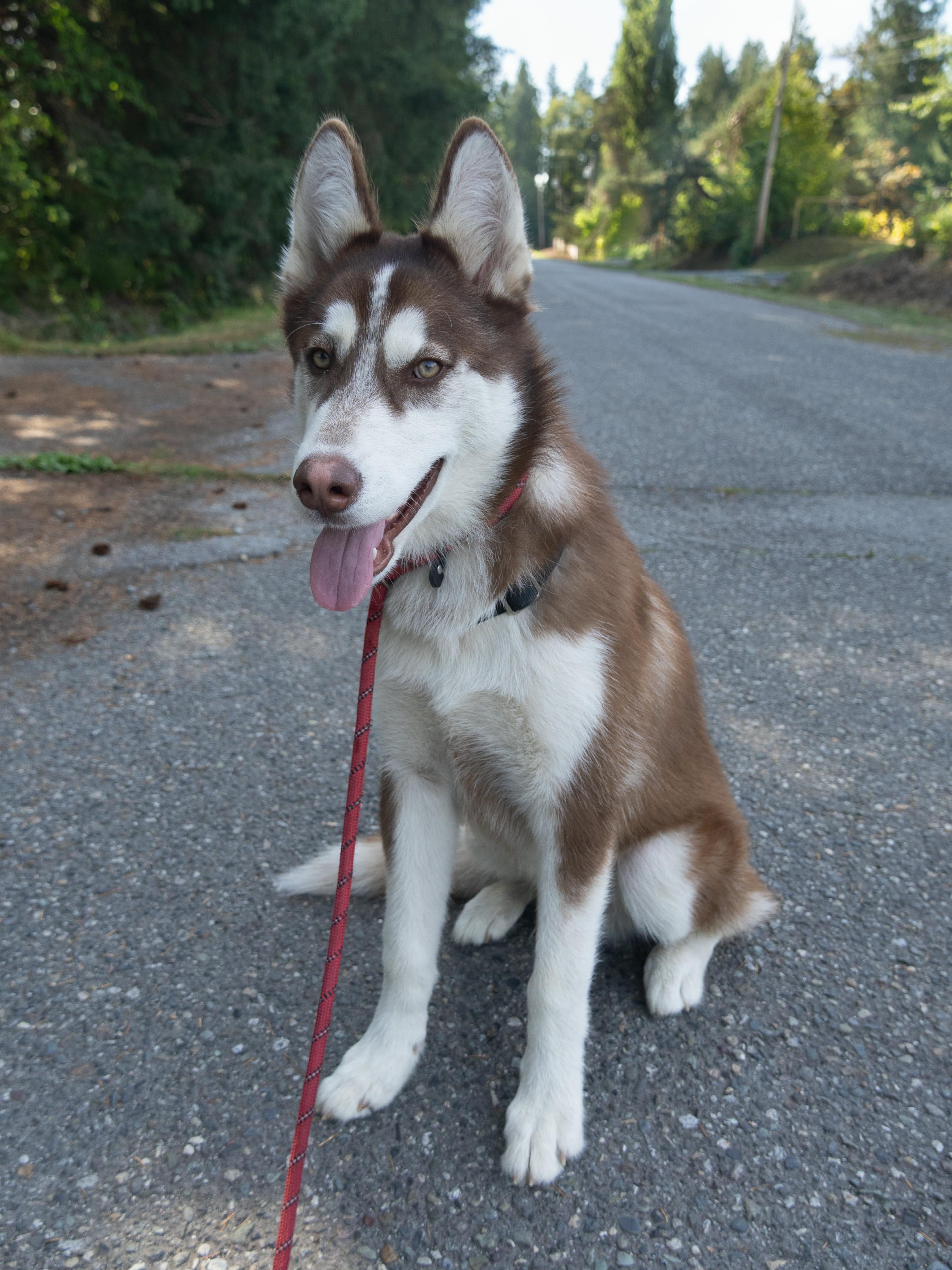 Enlarge Finnegan, a ADOPTABLE Siberian Husky in Burnaby, BC image 1/5