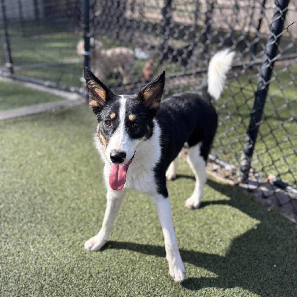 Enlarge Kira, a Adoptable mixed breed in Wadena, MN image 1/6