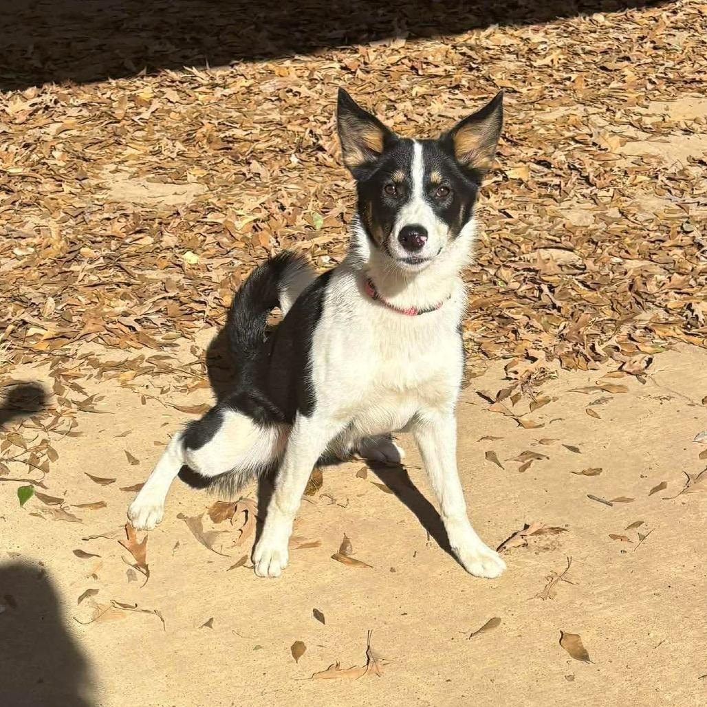 Kira, Adoptable, Young Female Border Collie.