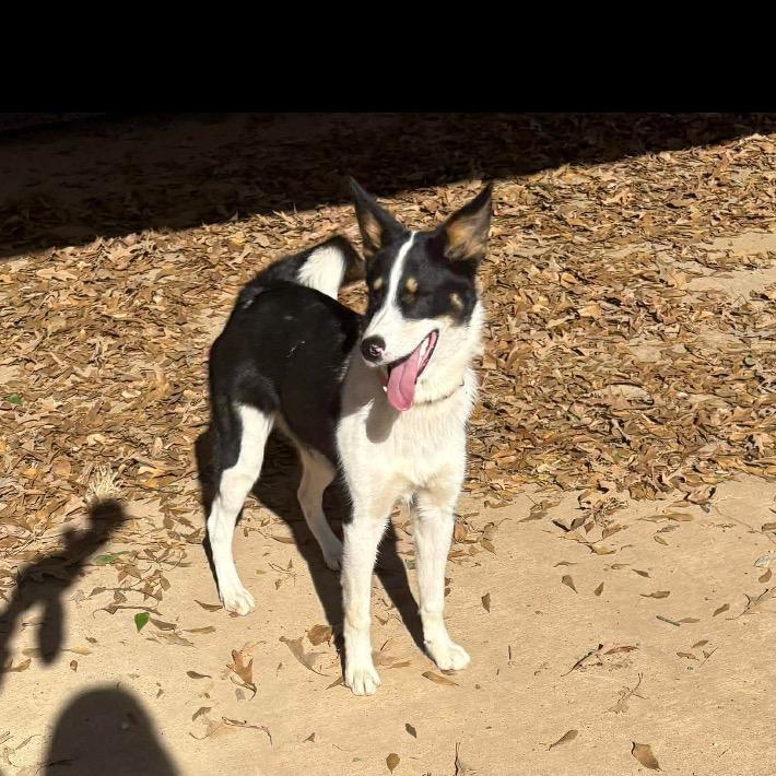 Enlarge Kira, a Adoptable mixed breed in Wadena, MN image 2/5