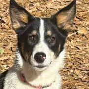 Enlarge Kira, a Adoptable mixed breed in Wadena, MN image 3/5