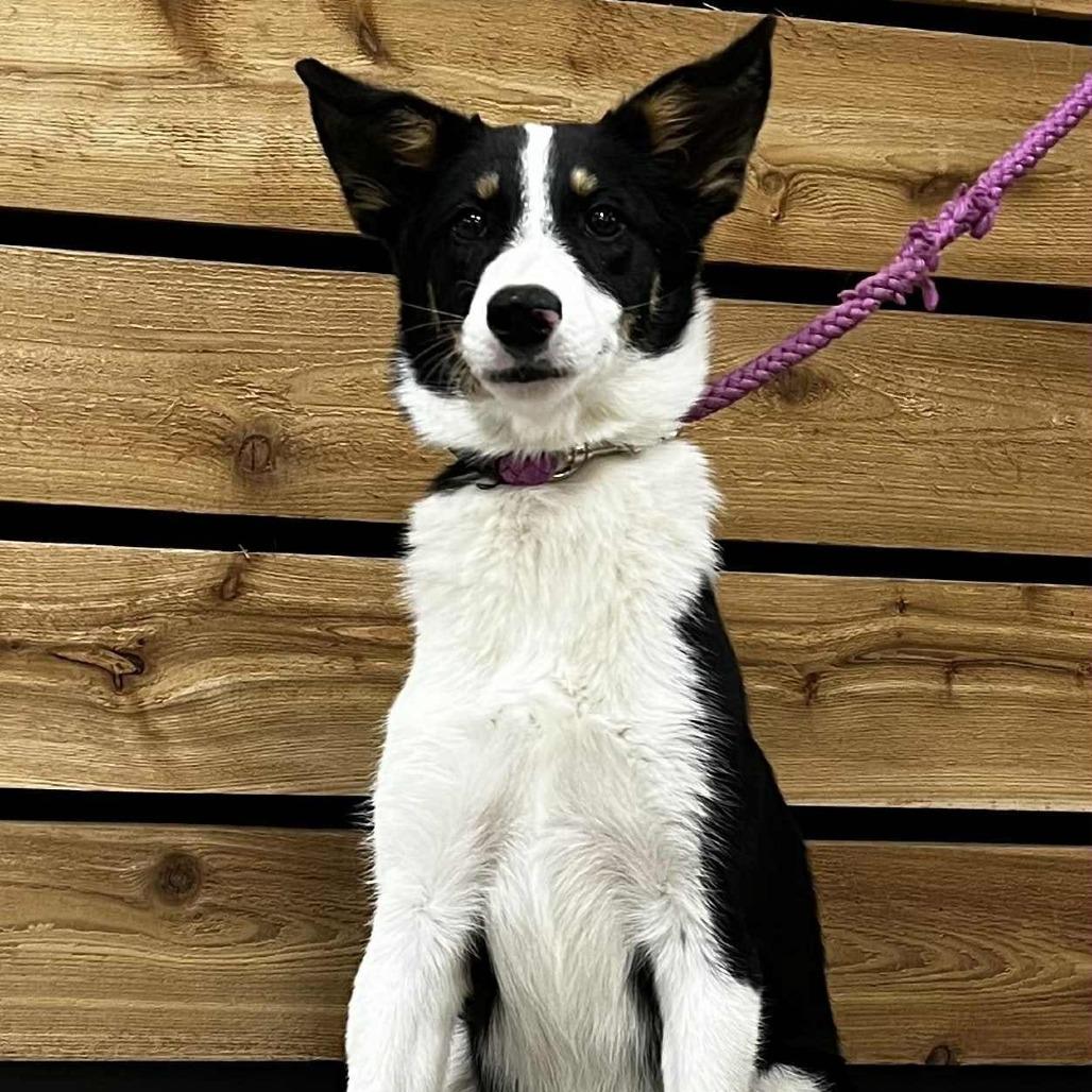 Enlarge Kira, a Adoptable mixed breed in Wadena, MN image 4/5