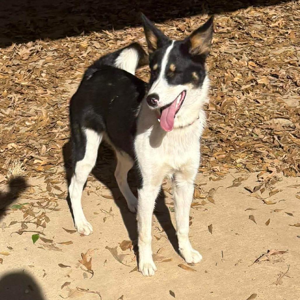 Enlarge Kira, a Adoptable mixed breed in Wadena, MN image 5/5