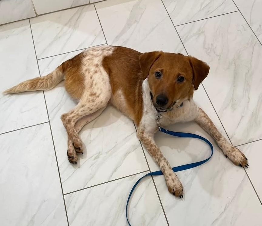 Enlarge JIMMY CHOO, a Adoptable mixed breed in Troutman, NC image 2/4