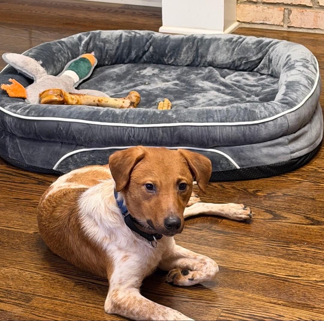 Enlarge JIMMY CHOO, a Adoptable mixed breed in Troutman, NC image 3/4