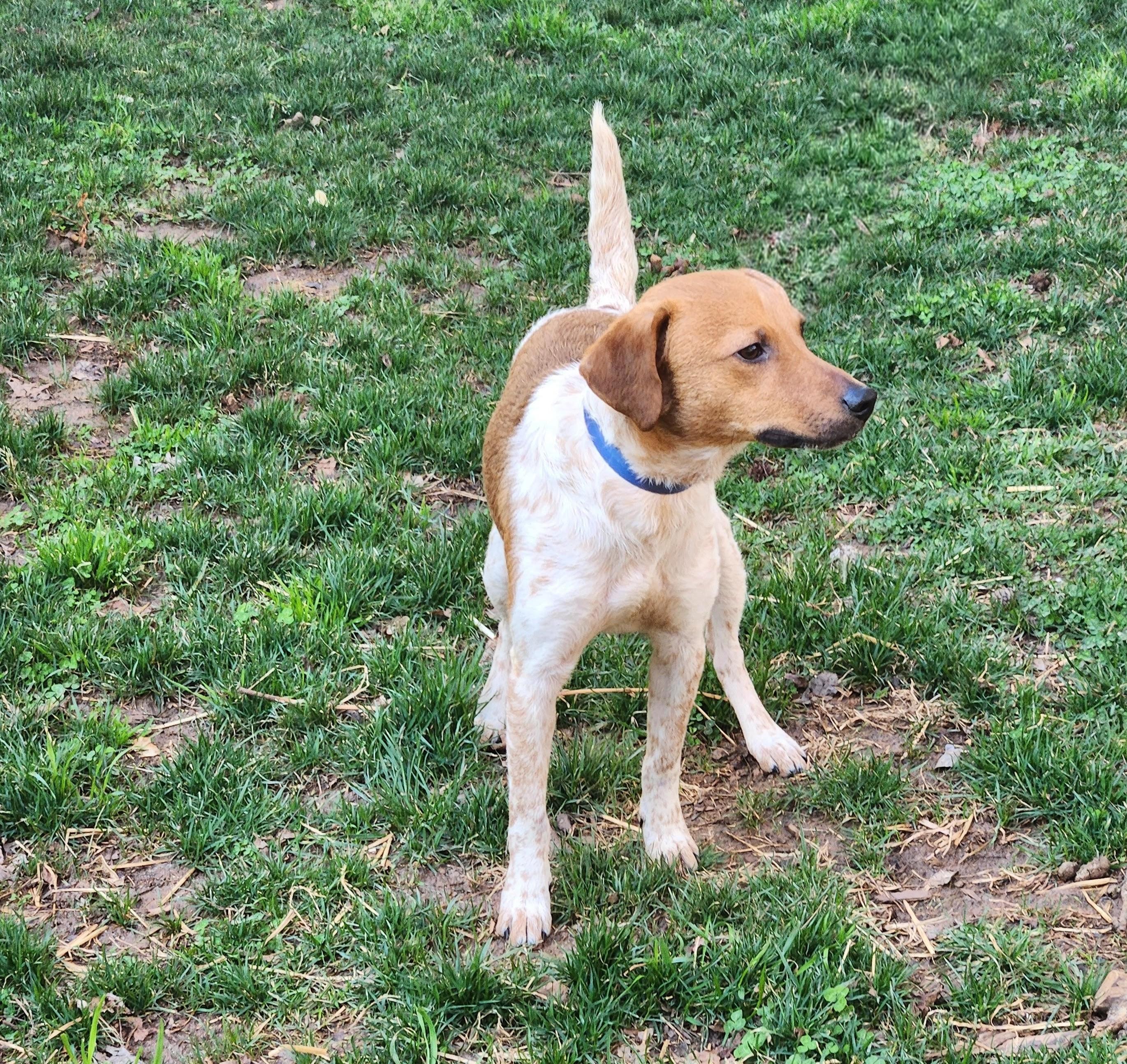 Enlarge JIMMY CHOO, a Adoptable mixed breed in Troutman, NC image 4/4