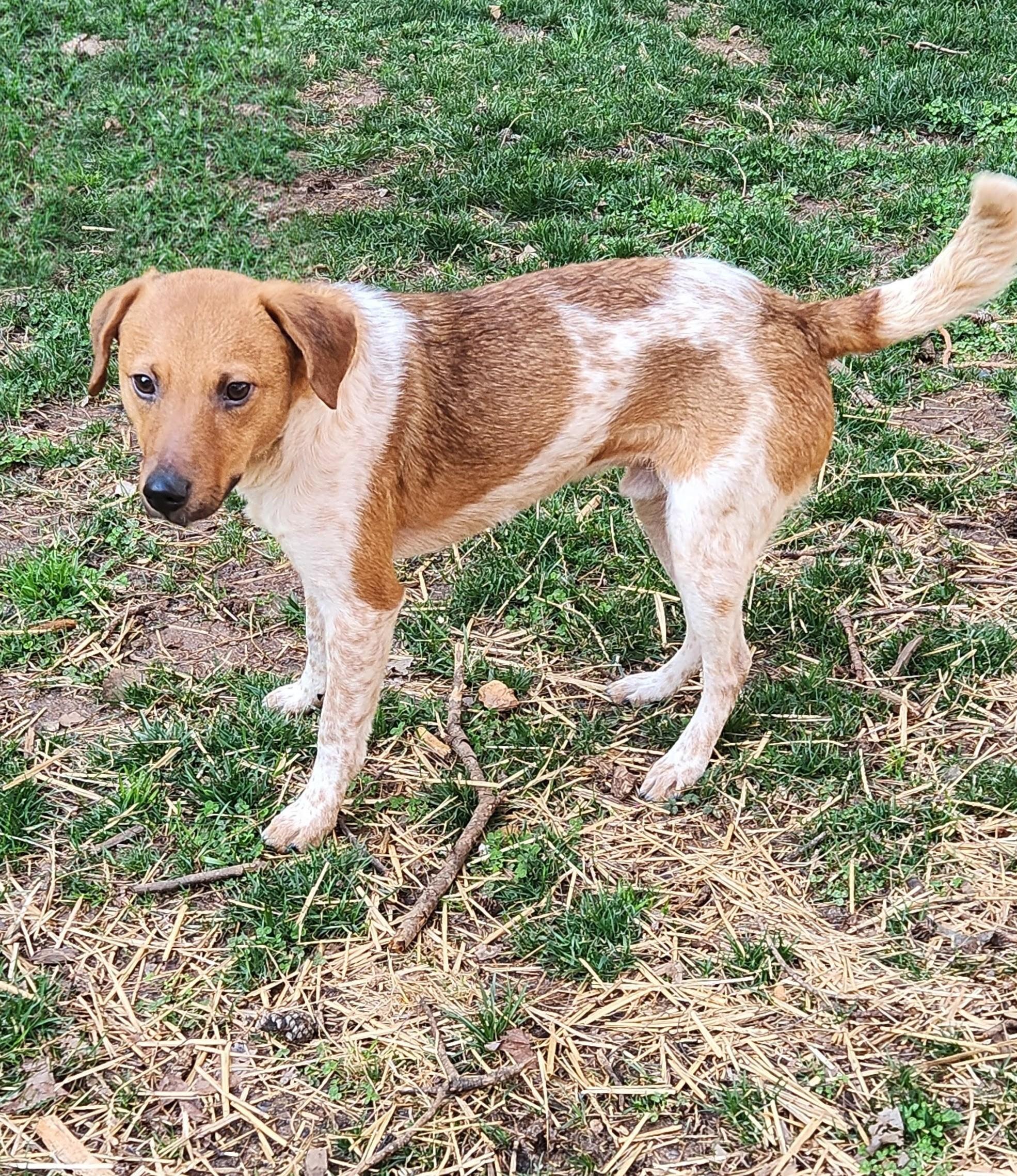 Enlarge JIMMY CHOO, a Adoptable mixed breed in Troutman, NC image 1/4