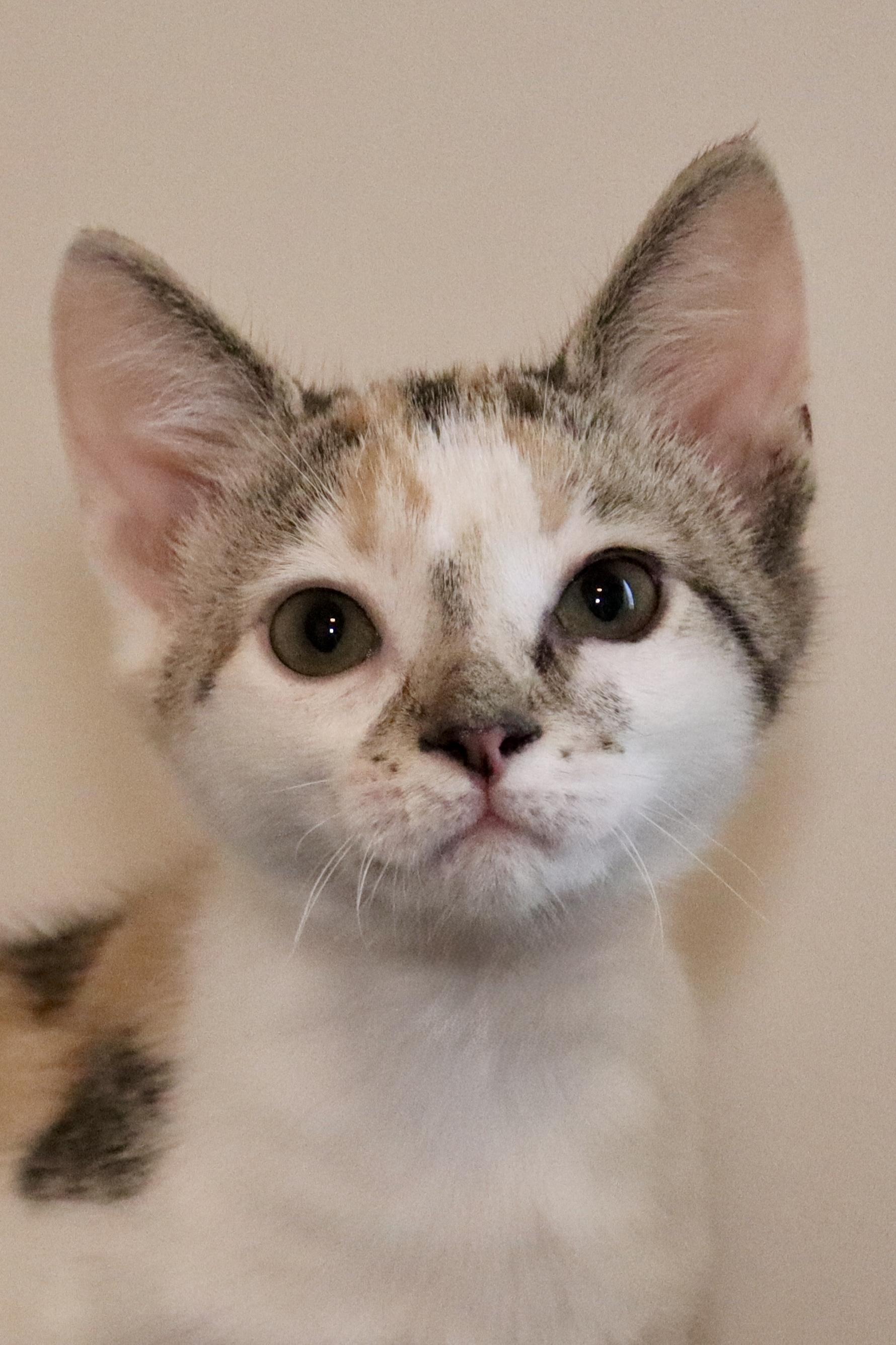 Traci, Adoptable, Kitten Female Domestic Short Hair & Calico.