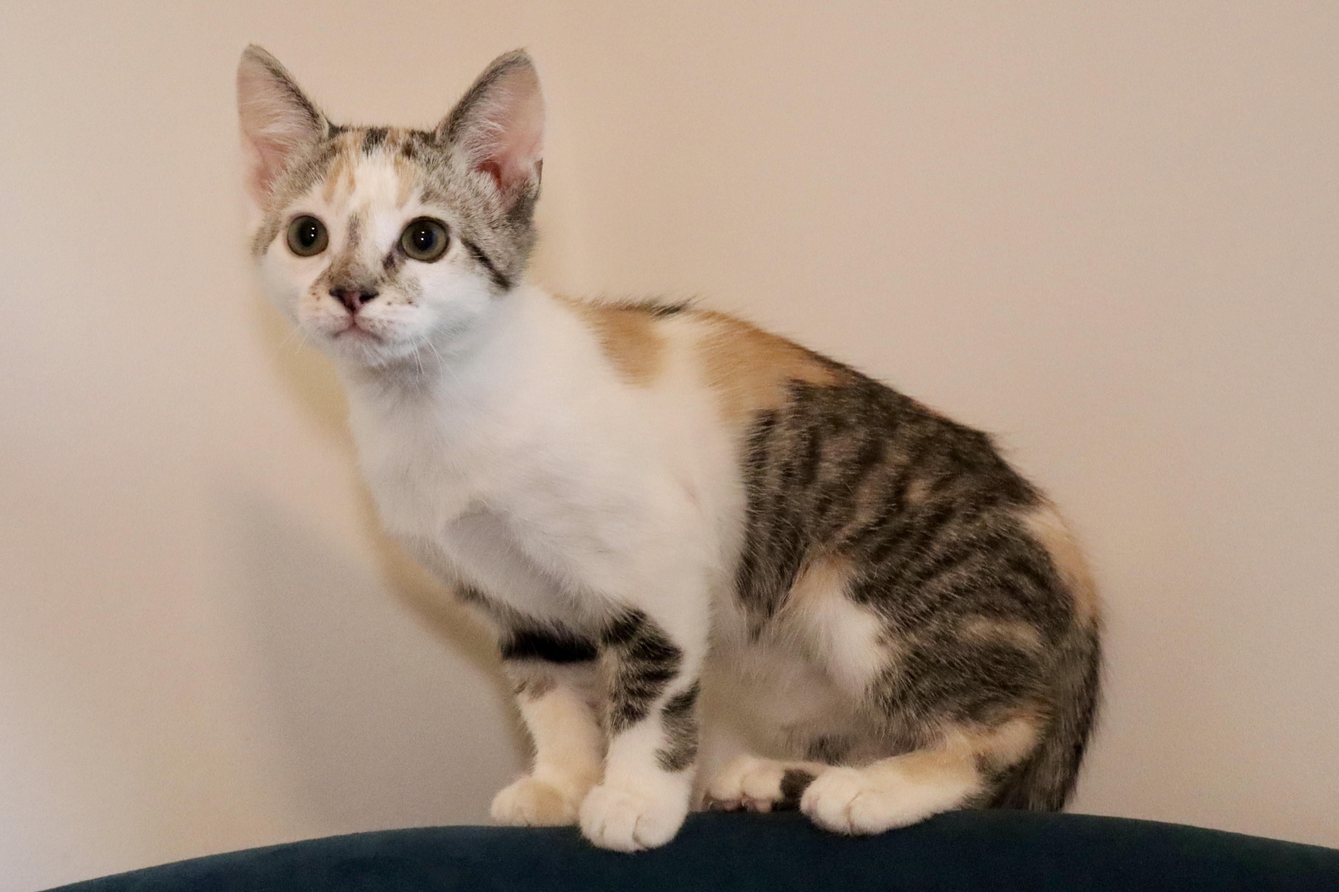 Traci, a Adoptable mixed breed in Grove City, OH image 2/2