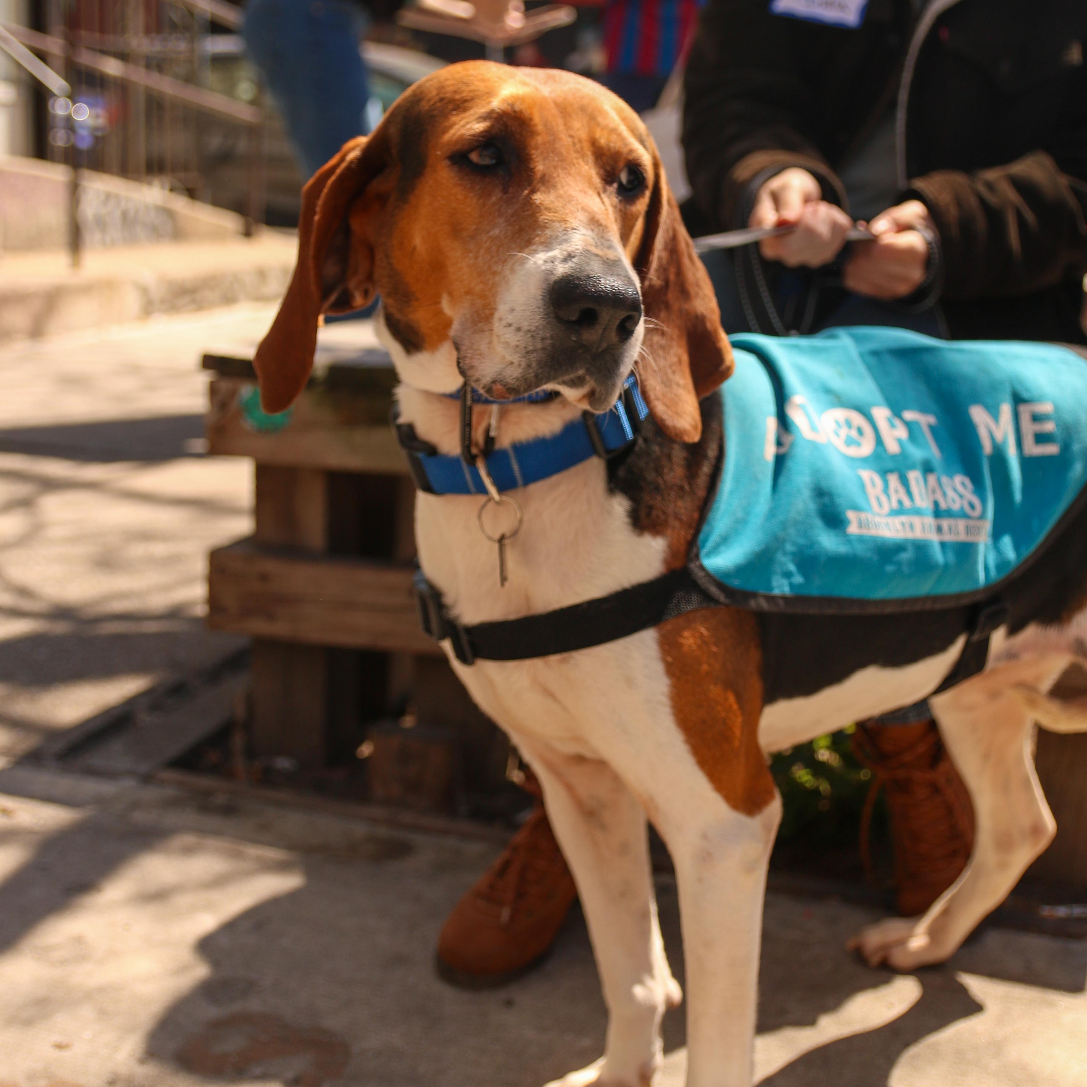 Enlarge Golden, a ADOPTABLE Hound in Brooklyn, NY image 2/4