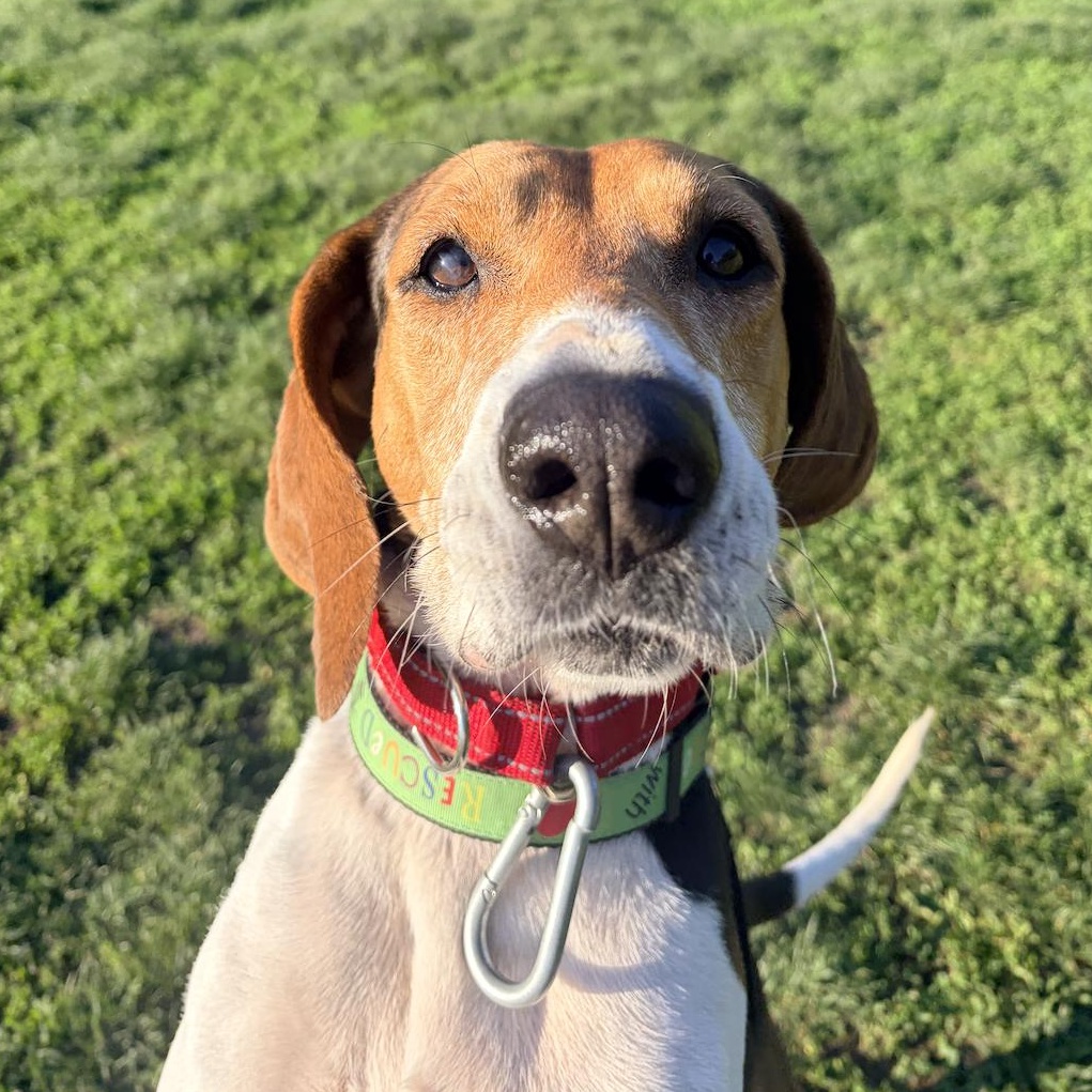 Enlarge Golden, a ADOPTABLE Hound in Brooklyn, NY image 4/6