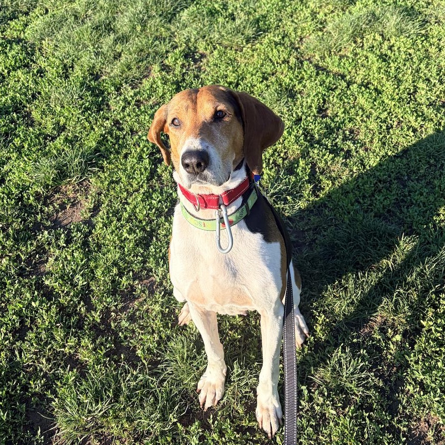 Enlarge Golden, a ADOPTABLE Hound in Brooklyn, NY image 5/6