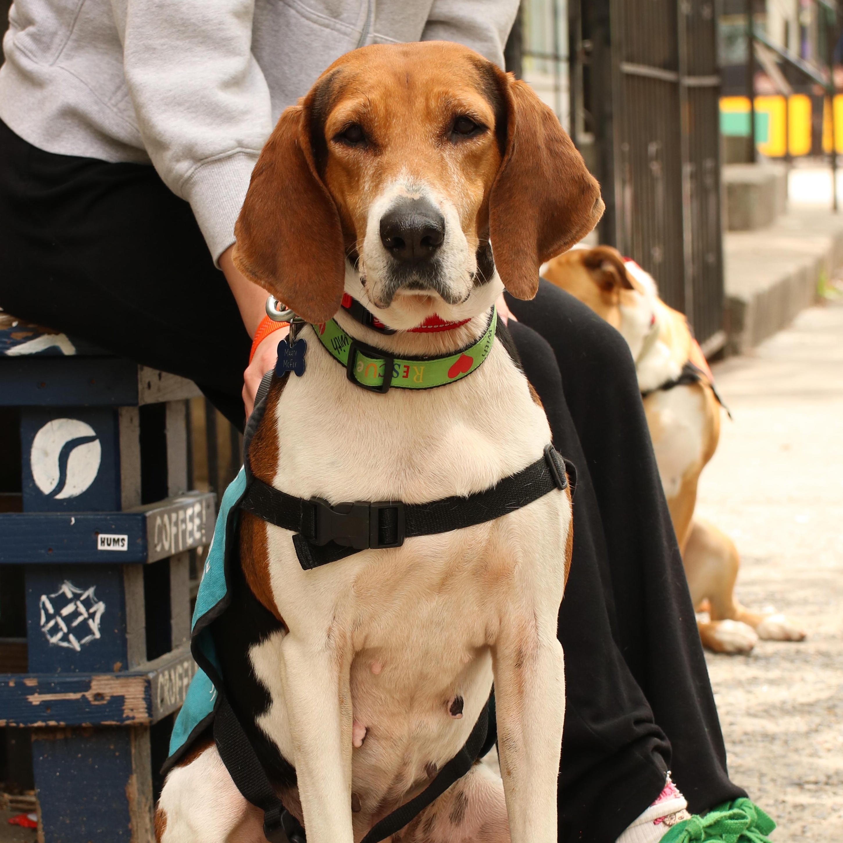 Enlarge Golden, a ADOPTABLE Hound in Brooklyn, NY image 1/6