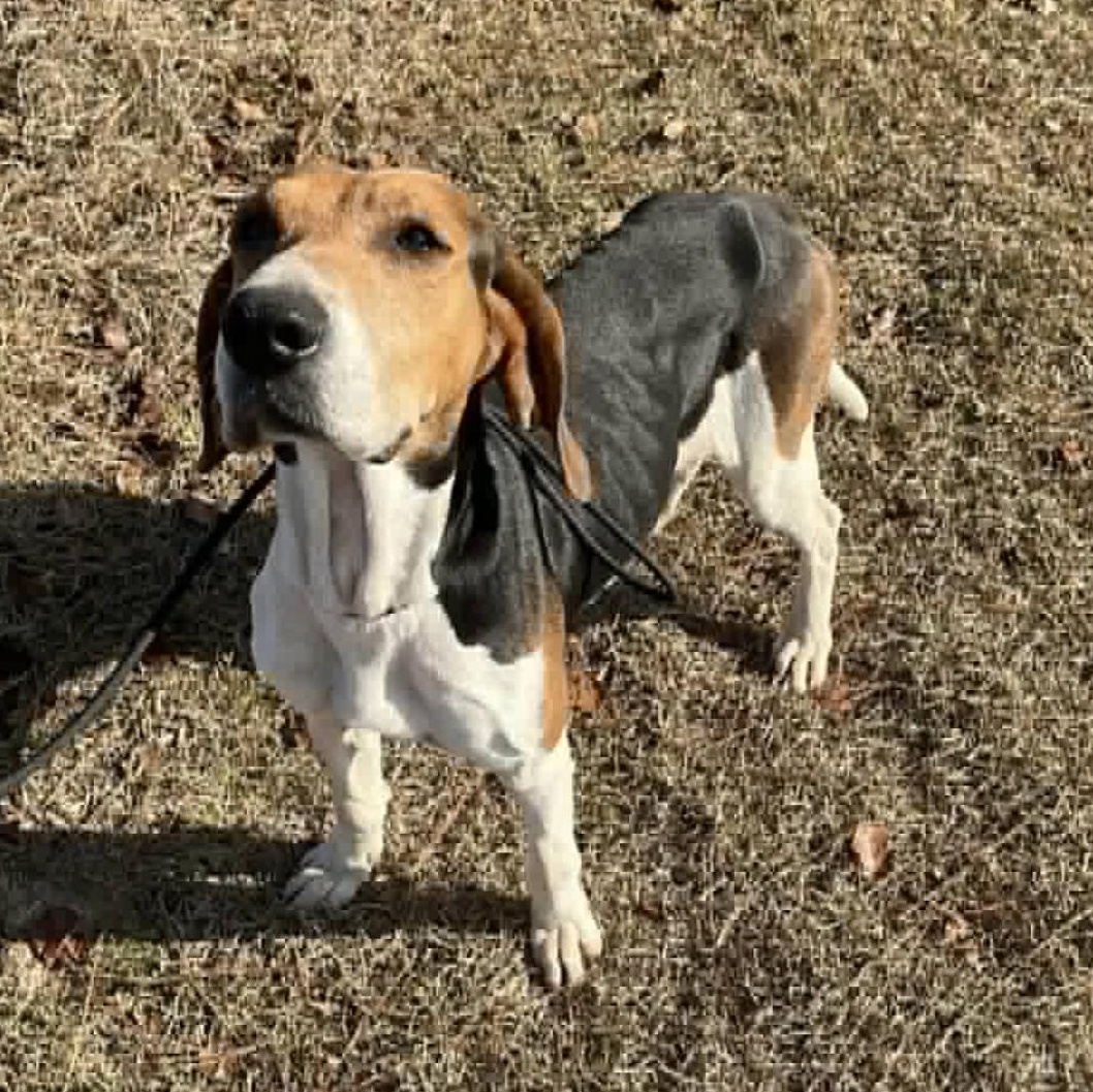 Golden, ADOPTABLE, Senior Female Hound.