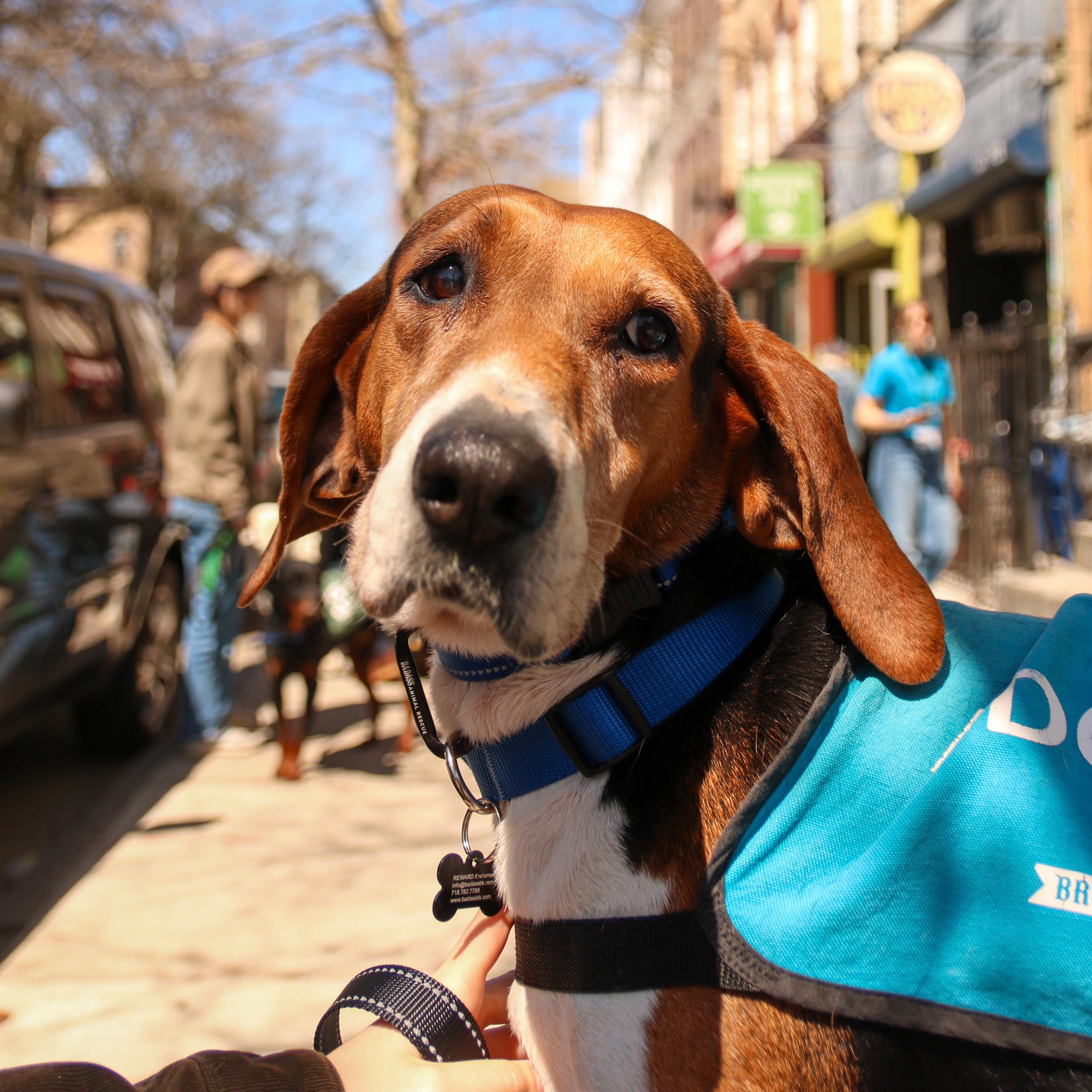 Enlarge Golden, a ADOPTABLE Hound in Brooklyn, NY image 1/4