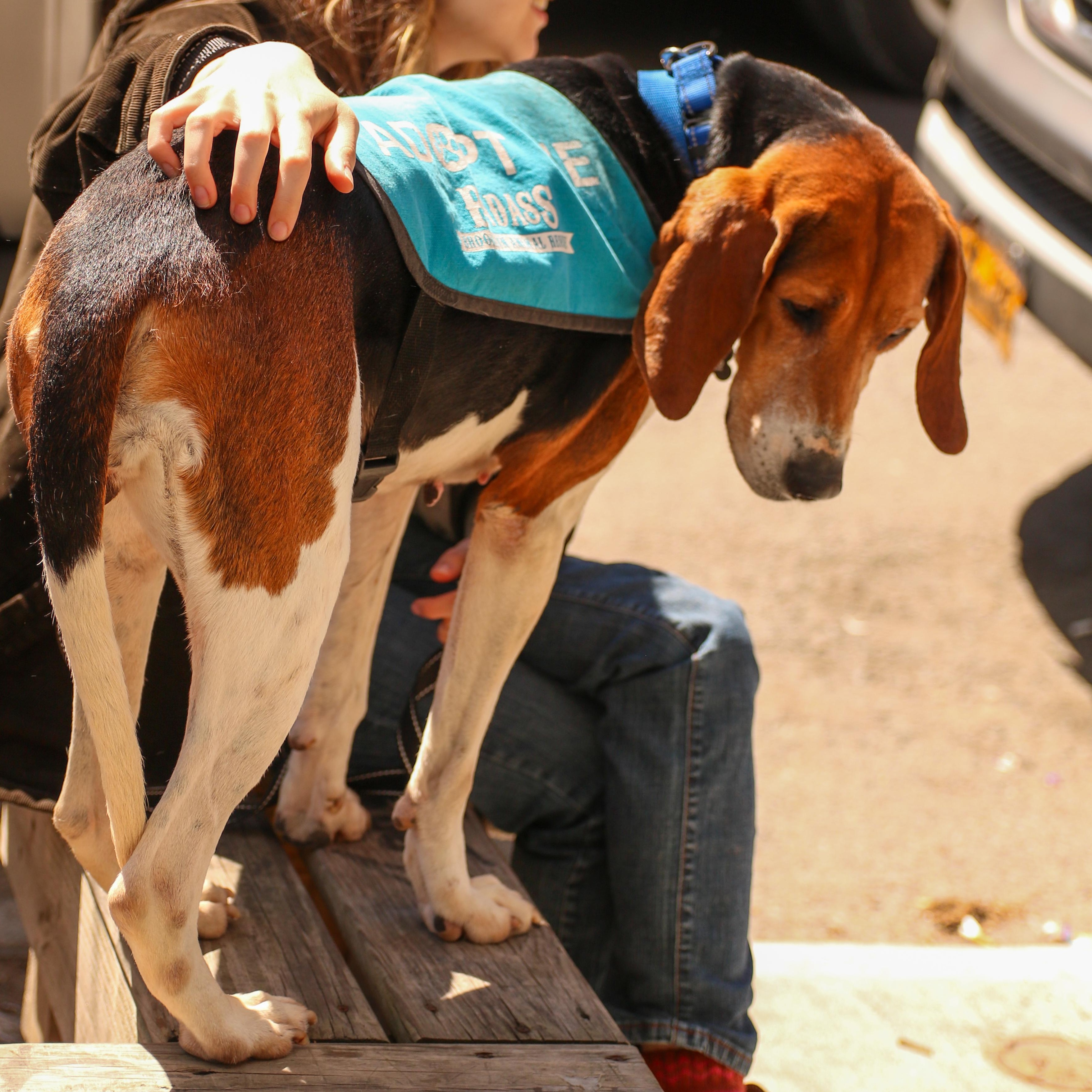 Enlarge Golden, a ADOPTABLE Hound in Brooklyn, NY image 3/4