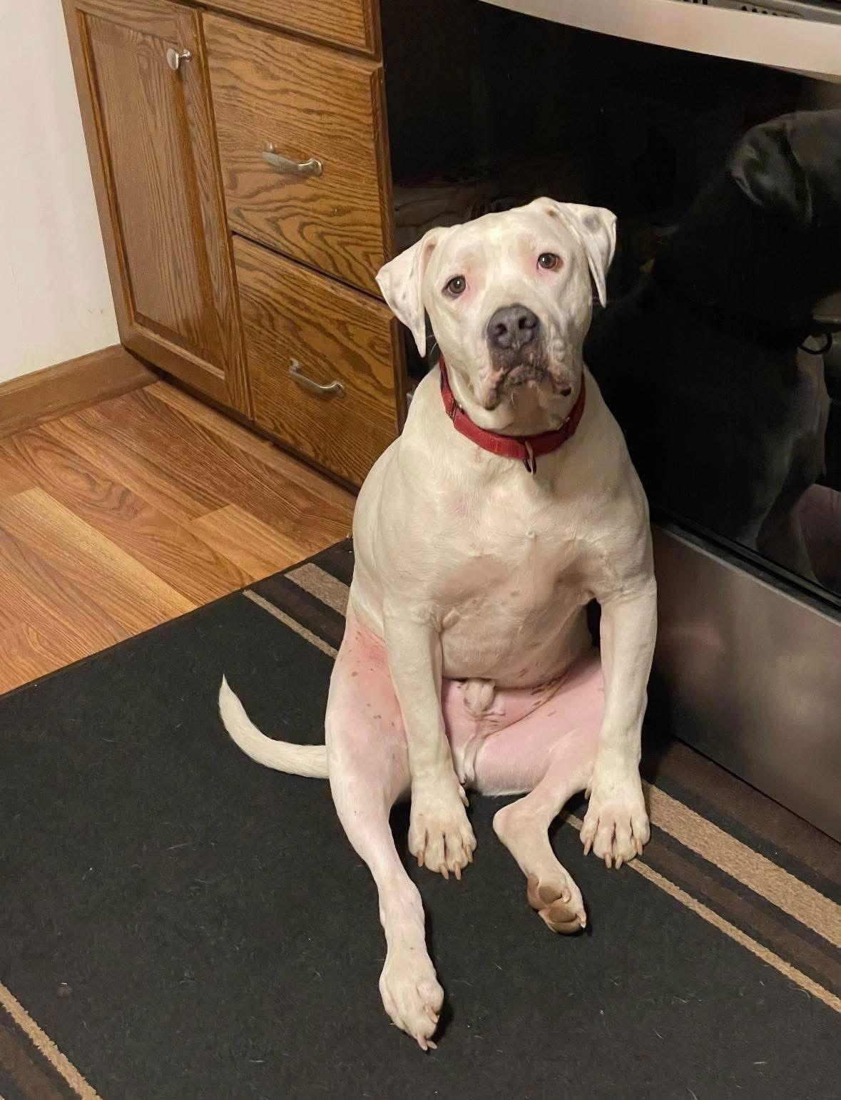 Frisco, Adoptable, Adult Male Pit Bull Terrier.