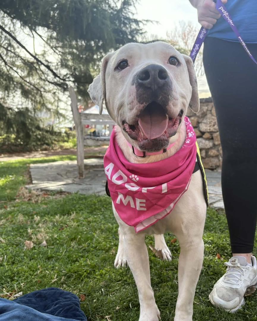Enlarge Frisco, a Adoptable Pit Bull Terrier in Forest, VA image 2/3
