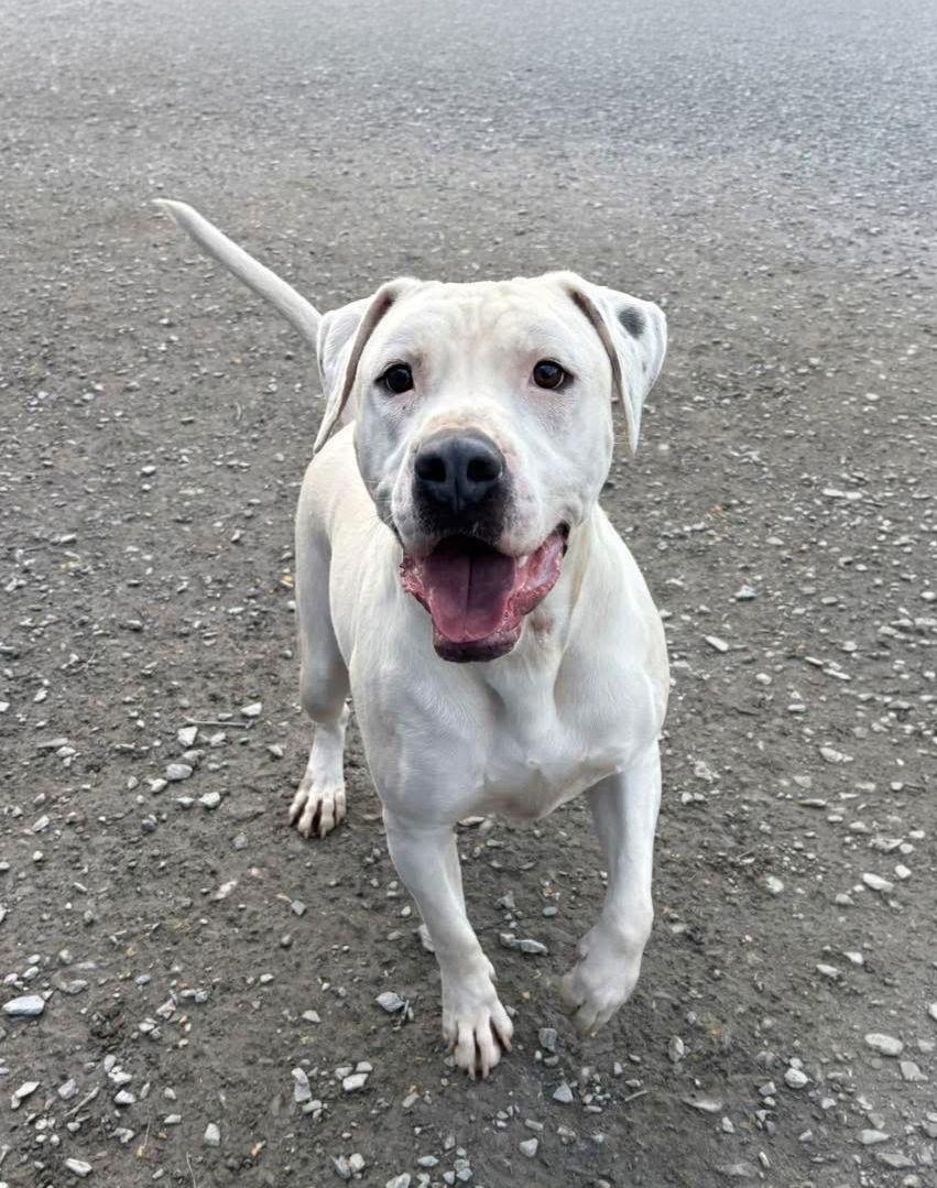 Enlarge Frisco, a Adoptable Pit Bull Terrier in Forest, VA image 3/3