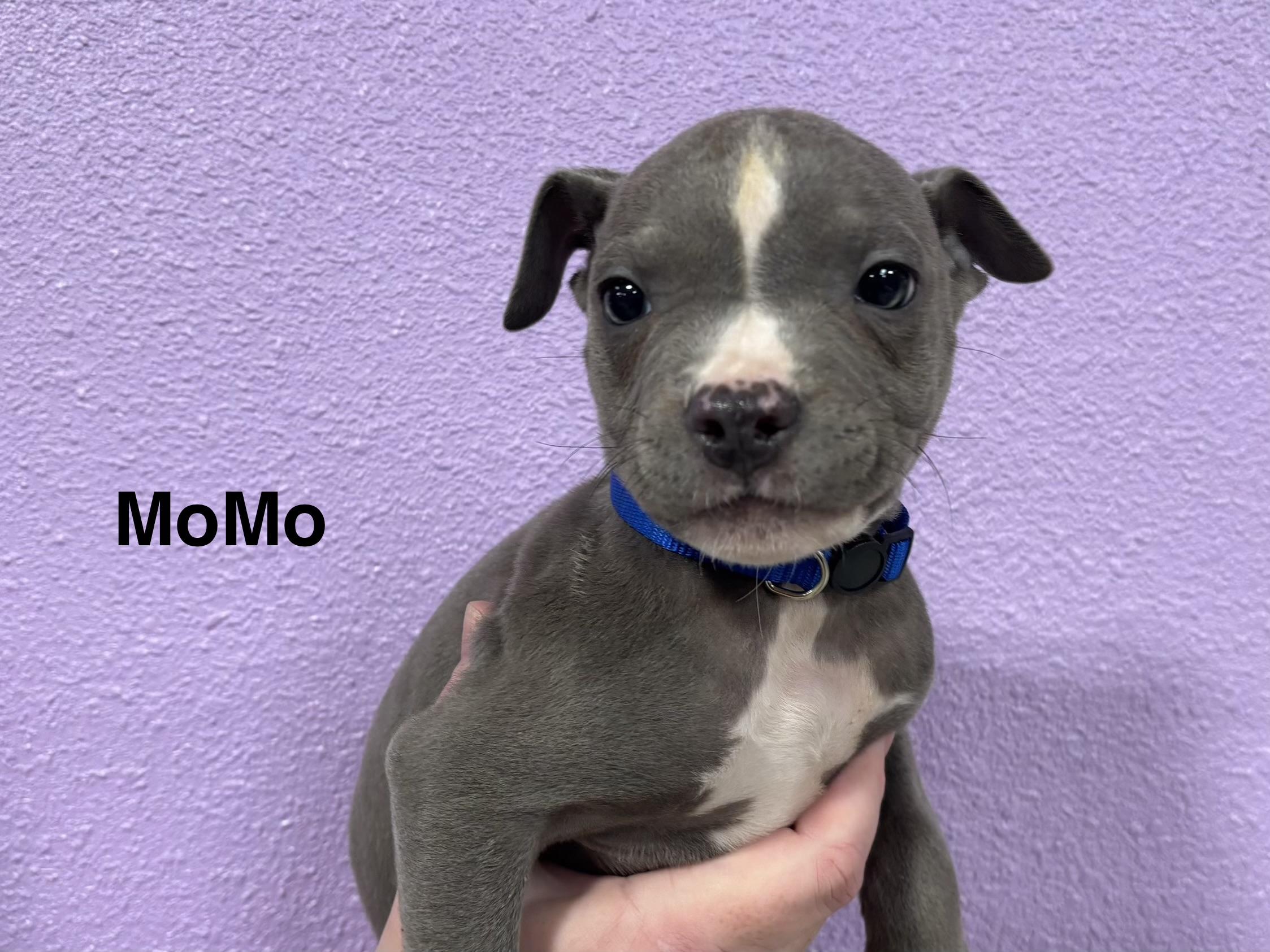 Enlarge MoMo, an adopted Pit Bull Terrier in Woodland, CA image 1/1