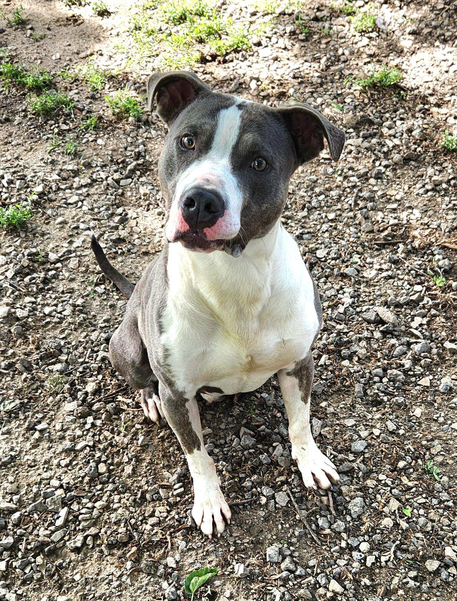 Dude, a Adoptable Pit Bull Terrier in Liberty Center, OH image 1/6