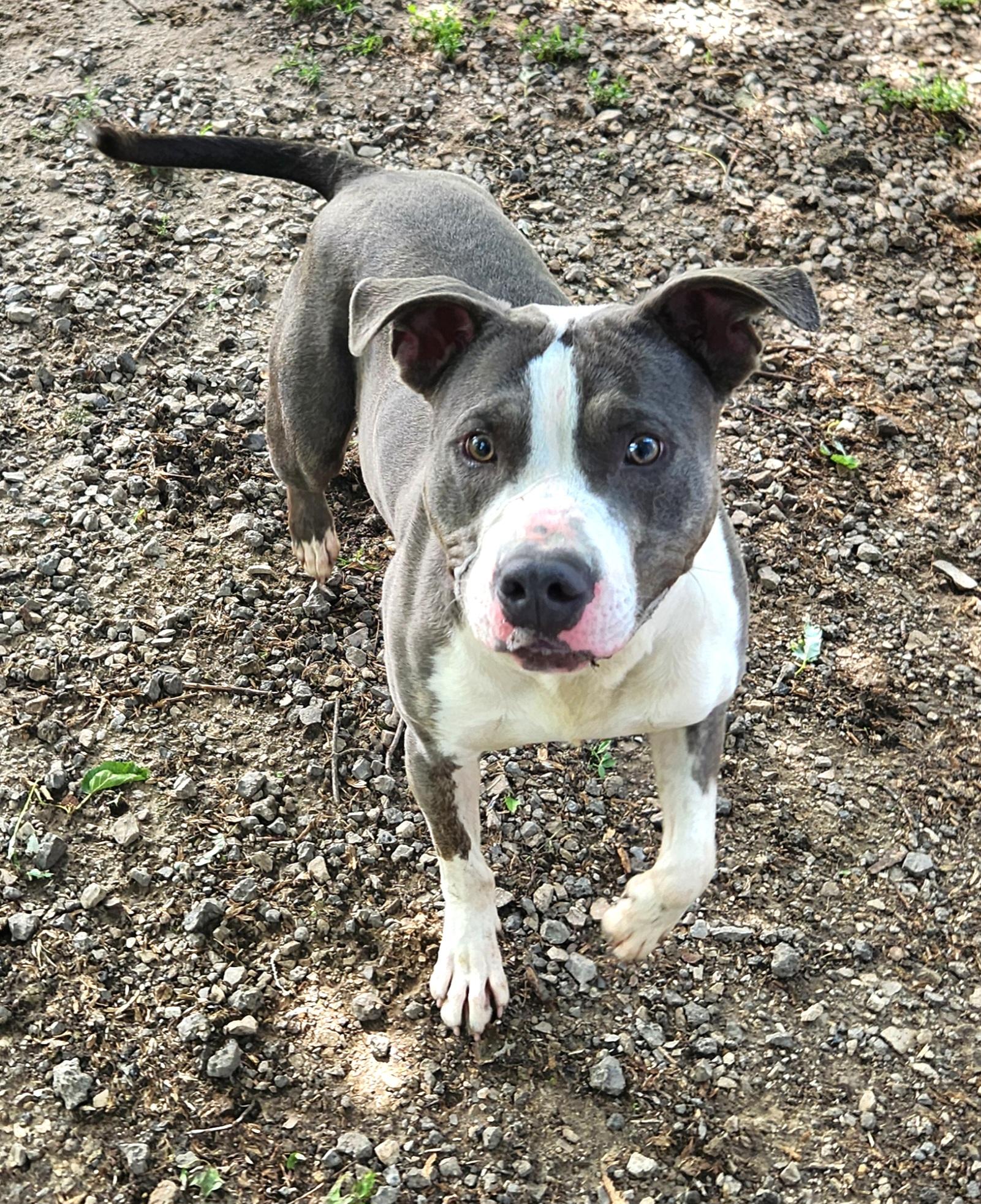 Dude, a Adoptable Pit Bull Terrier in Liberty Center, OH image 3/6