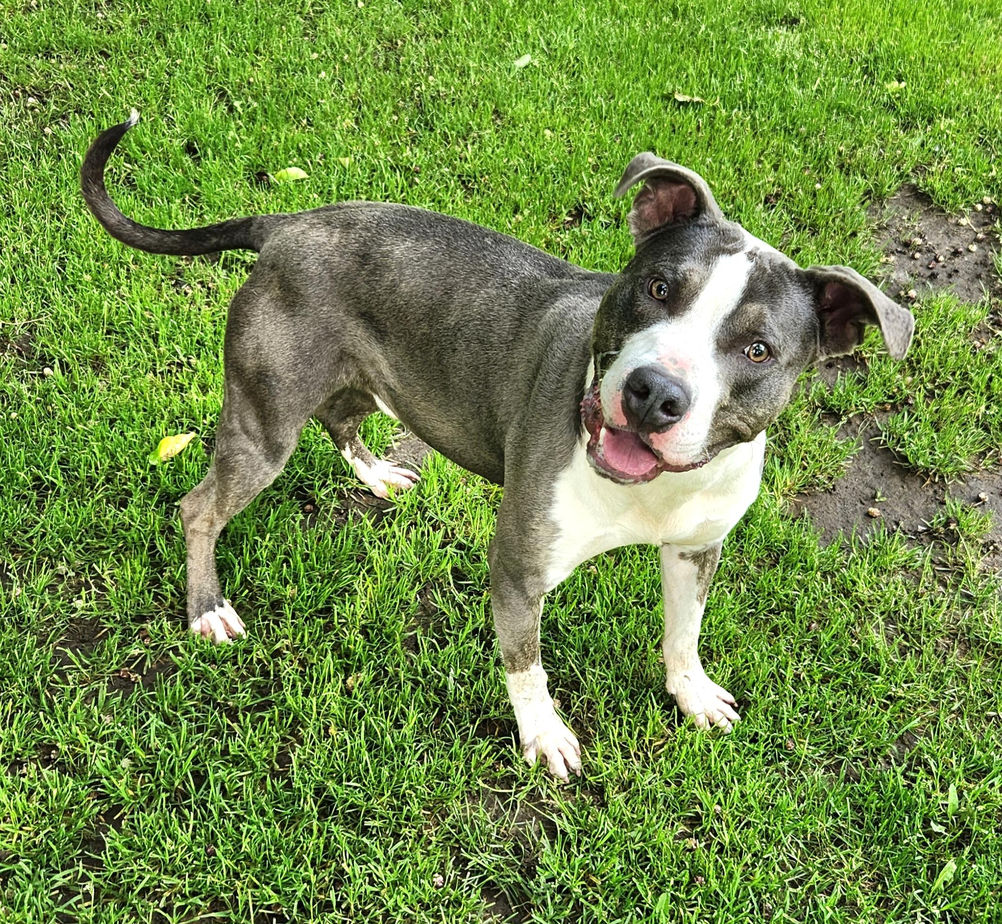 Dude, a Adoptable Pit Bull Terrier in Liberty Center, OH image 4/6
