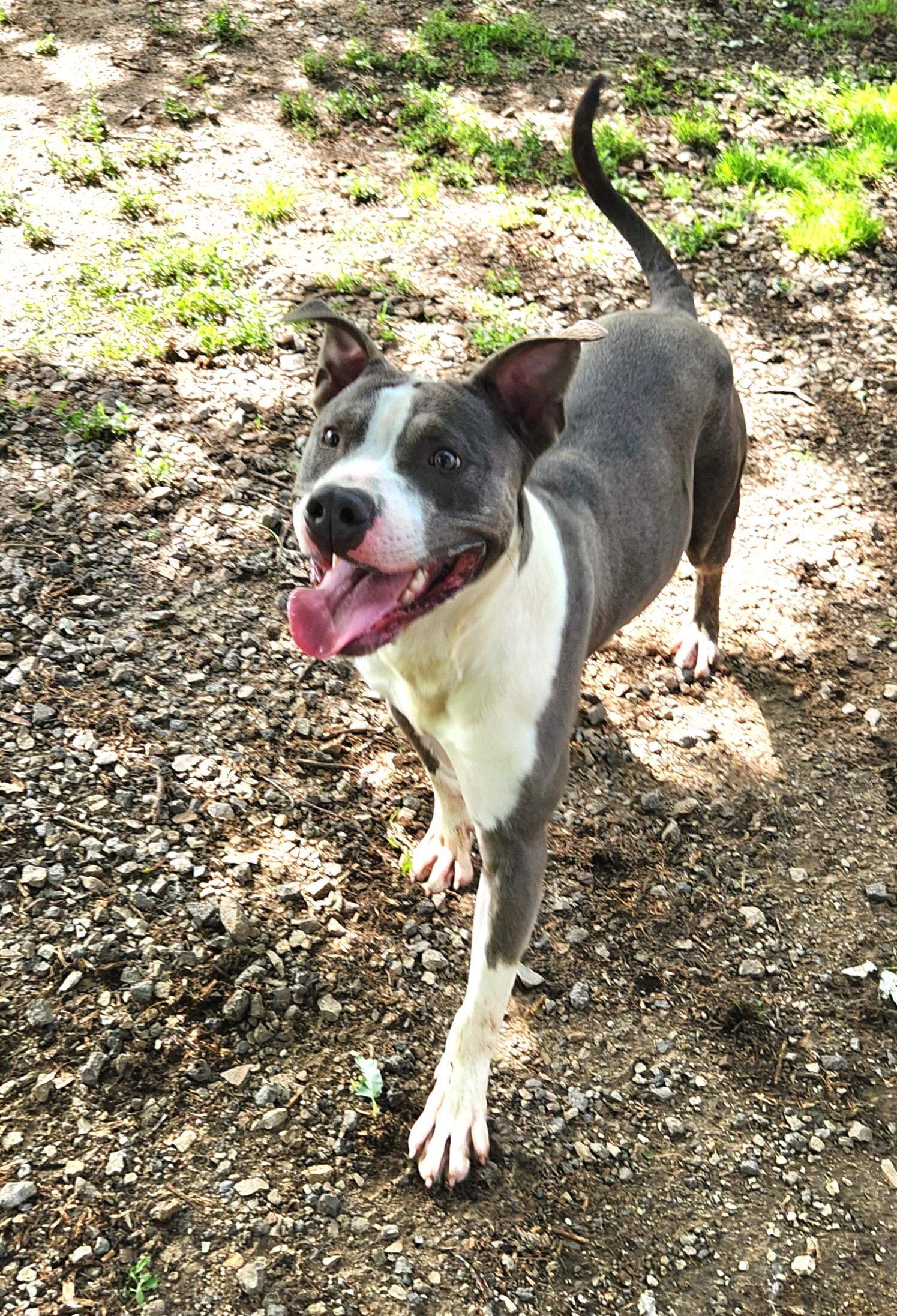 Dude, a Adoptable Pit Bull Terrier in Liberty Center, OH image 5/6