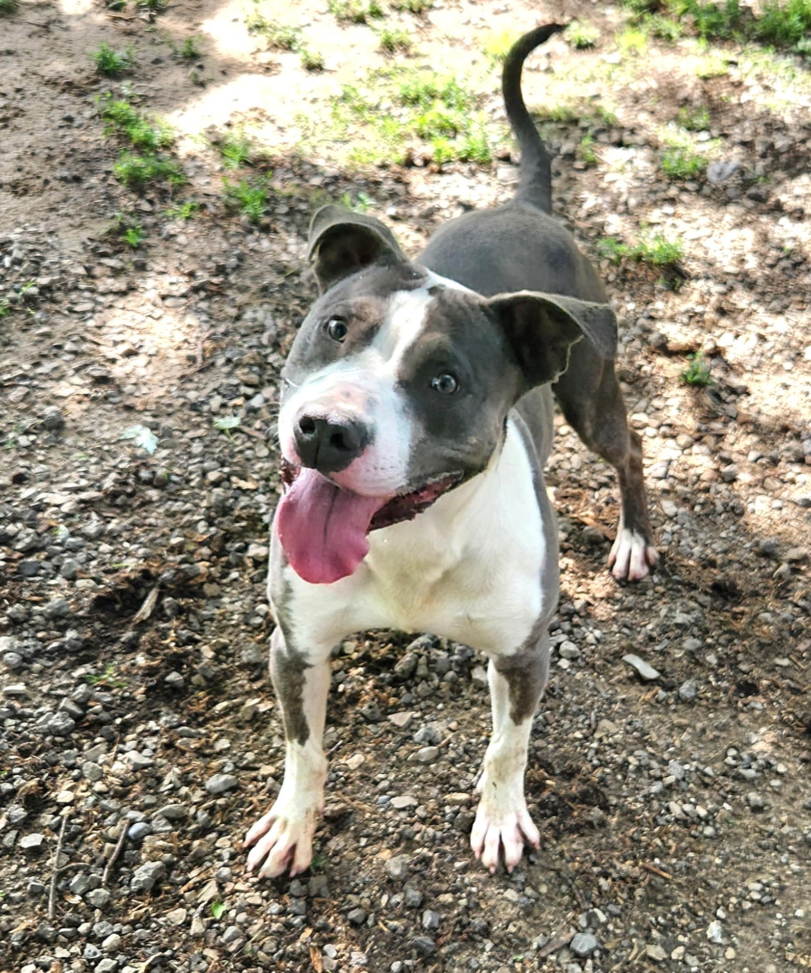 Dude, a Adoptable Pit Bull Terrier in Liberty Center, OH image 6/6