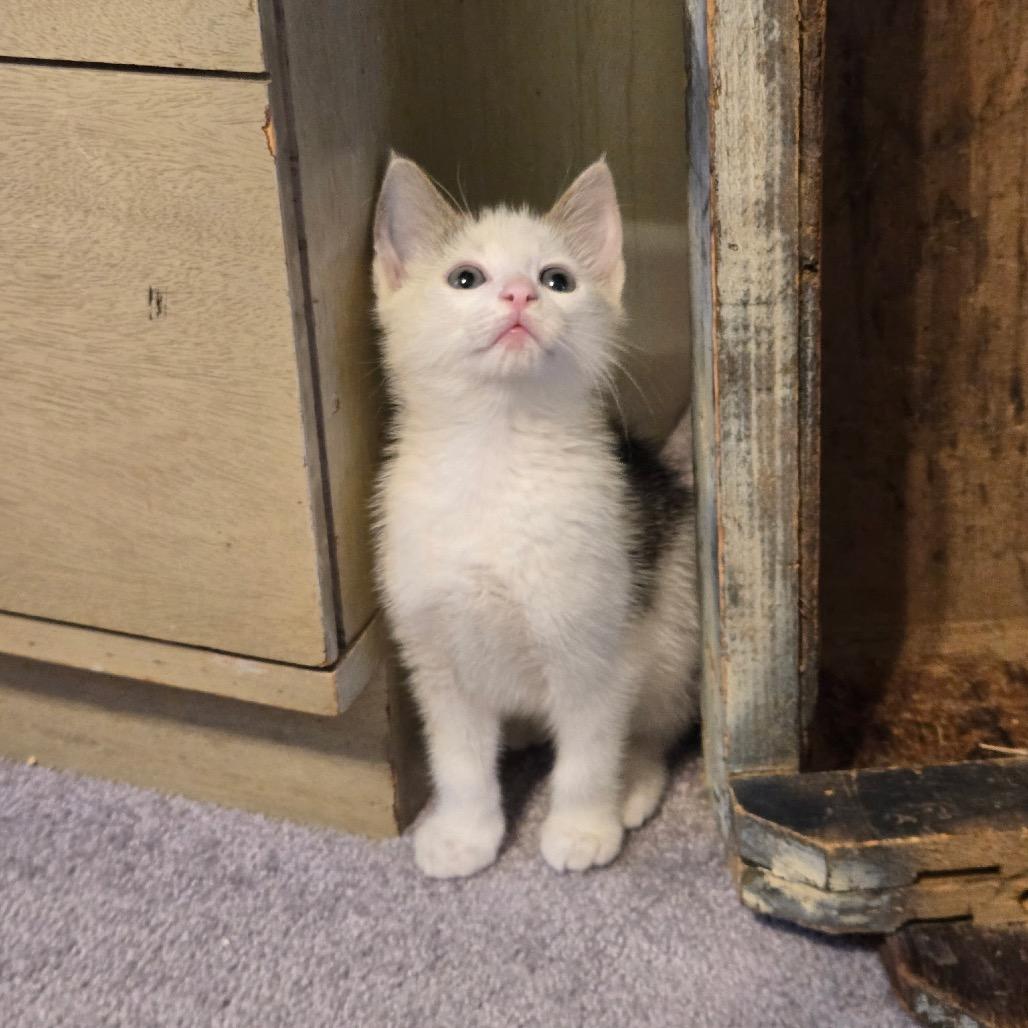 John Deere, Adoptable, Kitten Male Domestic Short Hair.