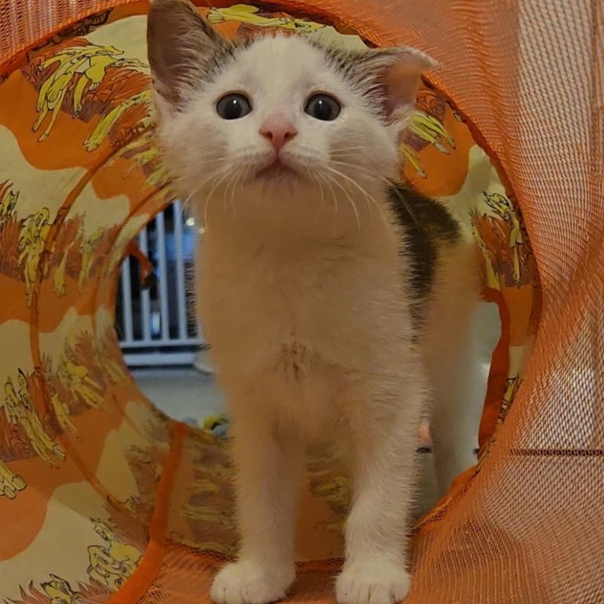 John Deere, a Adoptable Domestic Short Hair in Medford, NJ image 2/6