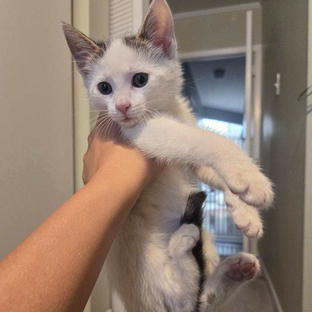 John Deere, a Adoptable Domestic Short Hair in Medford, NJ image 3/6