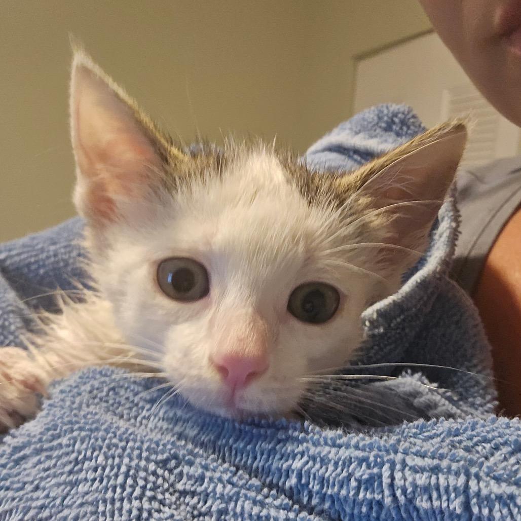John Deere, a Adoptable Domestic Short Hair in Medford, NJ image 4/6