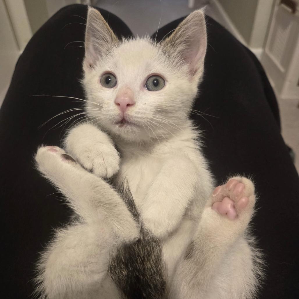 John Deere, a Adoptable Domestic Short Hair in Medford, NJ image 5/6