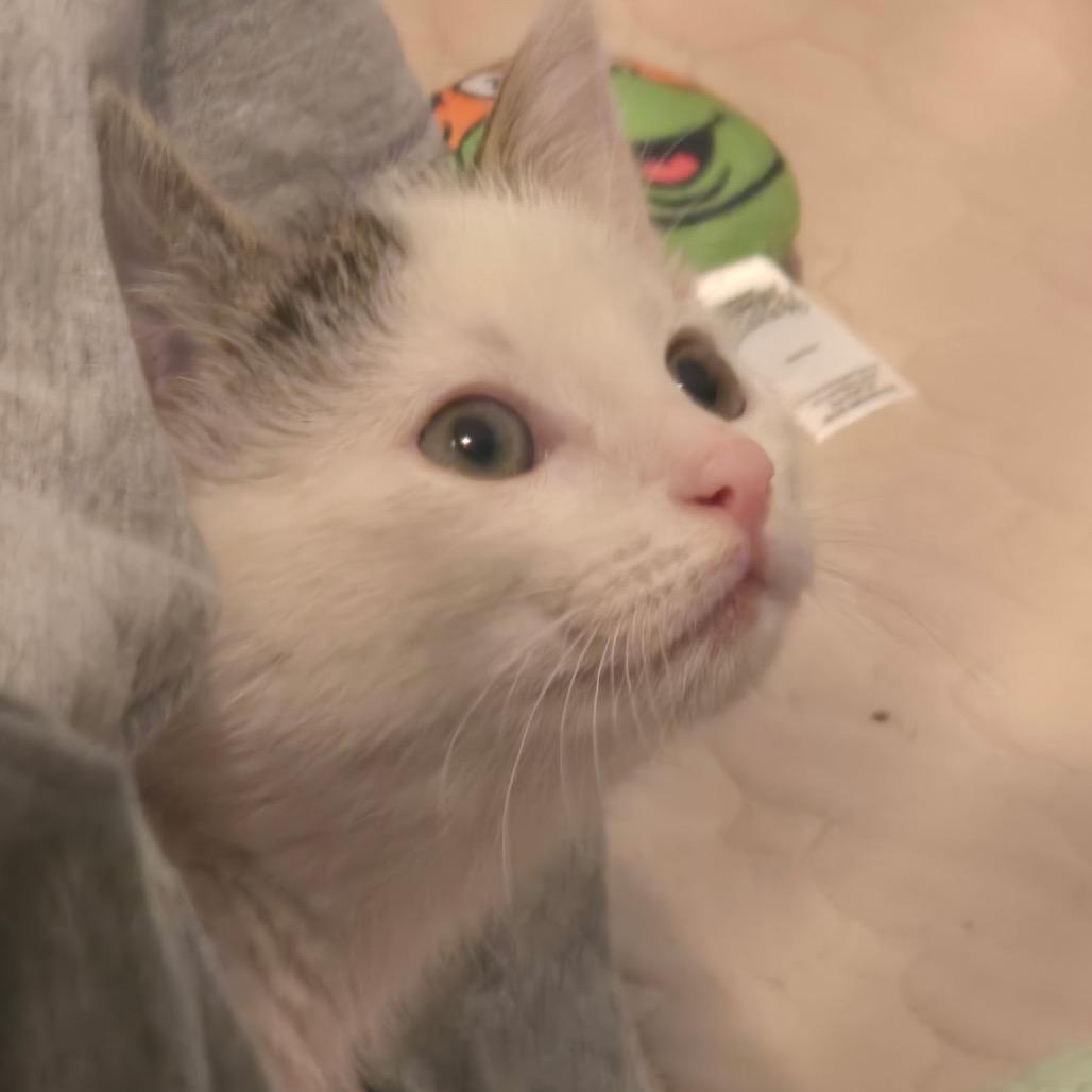 John Deere, a Adoptable Domestic Short Hair in Medford, NJ image 6/6