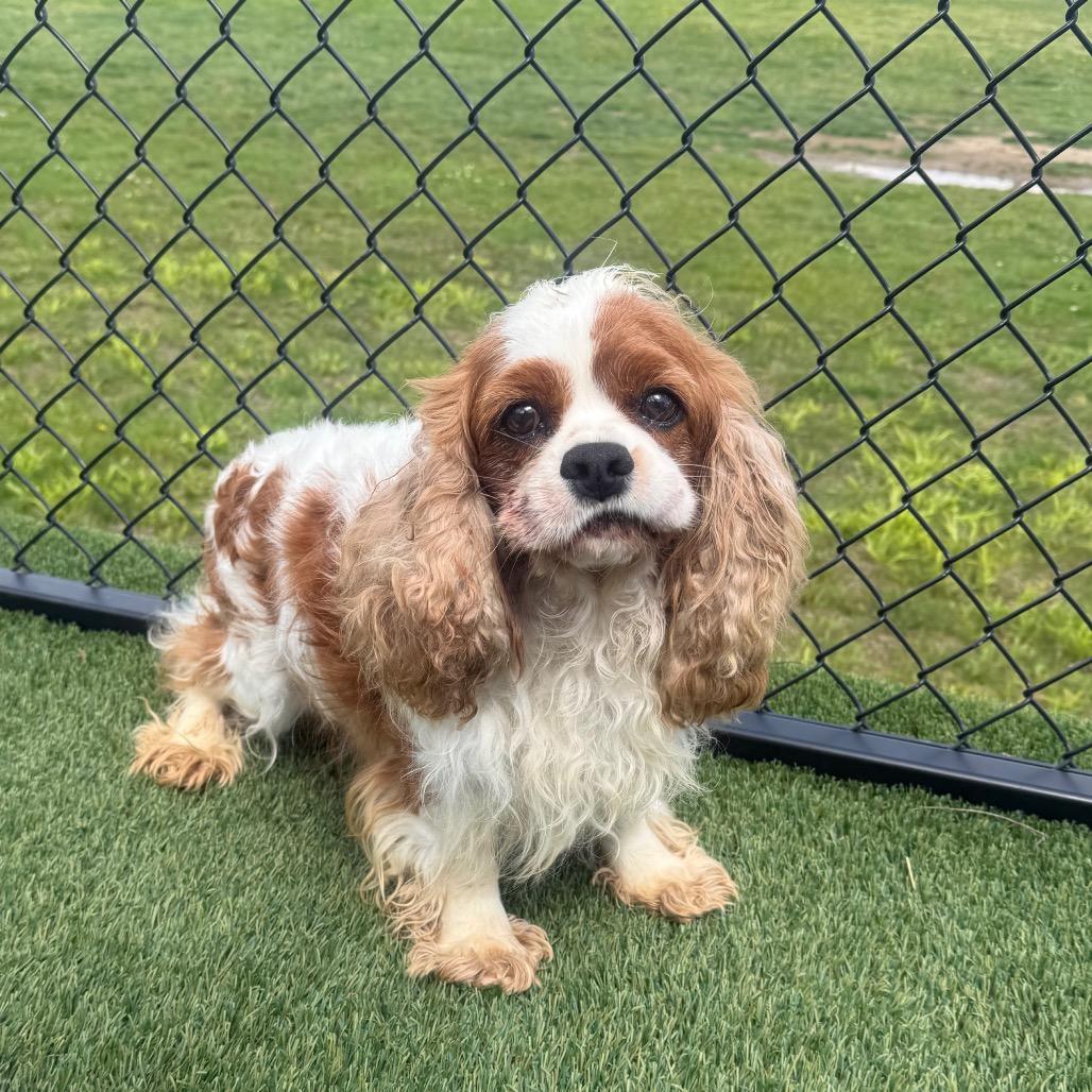 Lantz, ADOPTABLE, Adult Male Cavalier King Charles Spaniel.